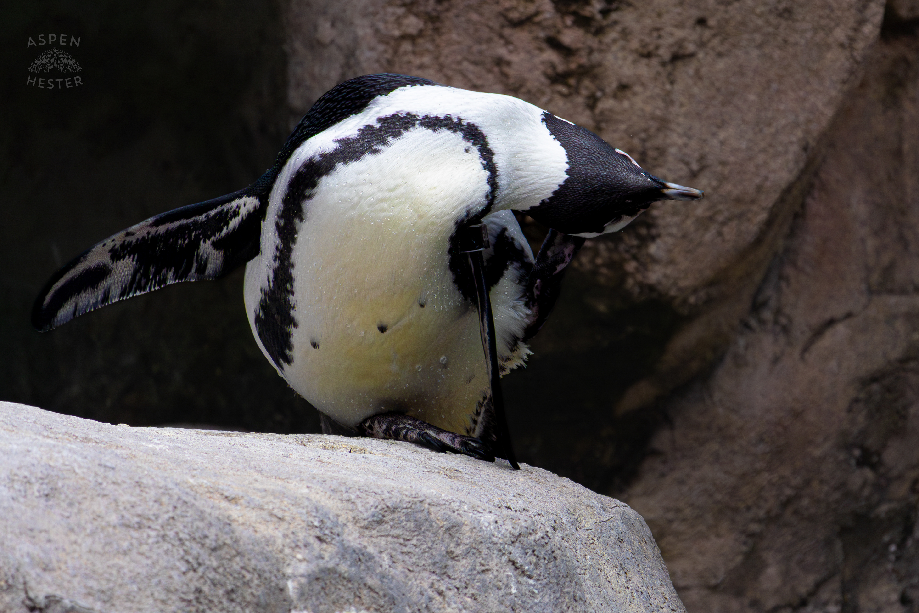 An African Penguin Scratching an Itch in Penguin Point Inside The National Aviary in Pittsburgh Pennsylvania. February 26th, 2025/Aspen Hester