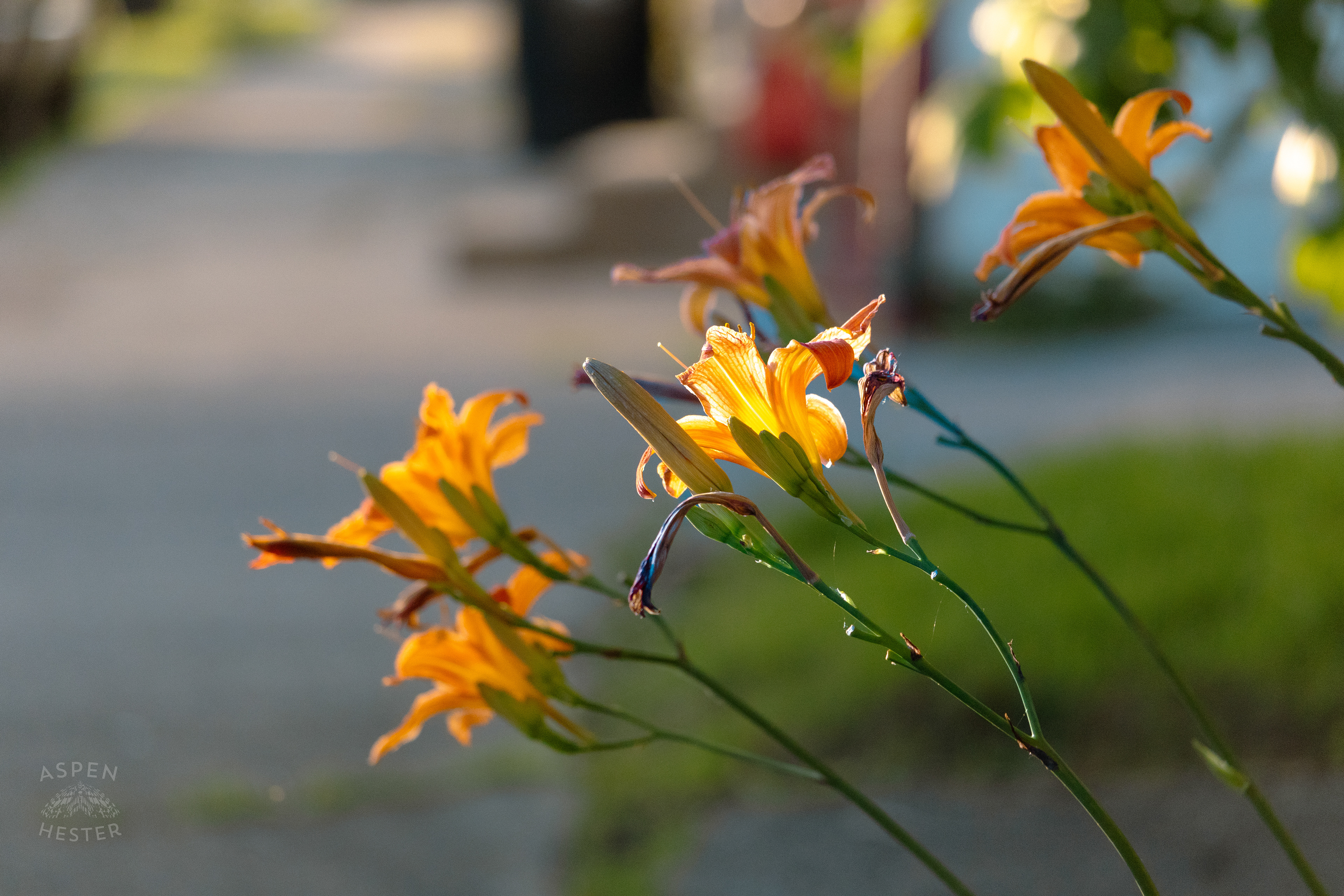 Daylilies During Golden Hour on Preston Street. May 30th, 2024/Aspen Hester 