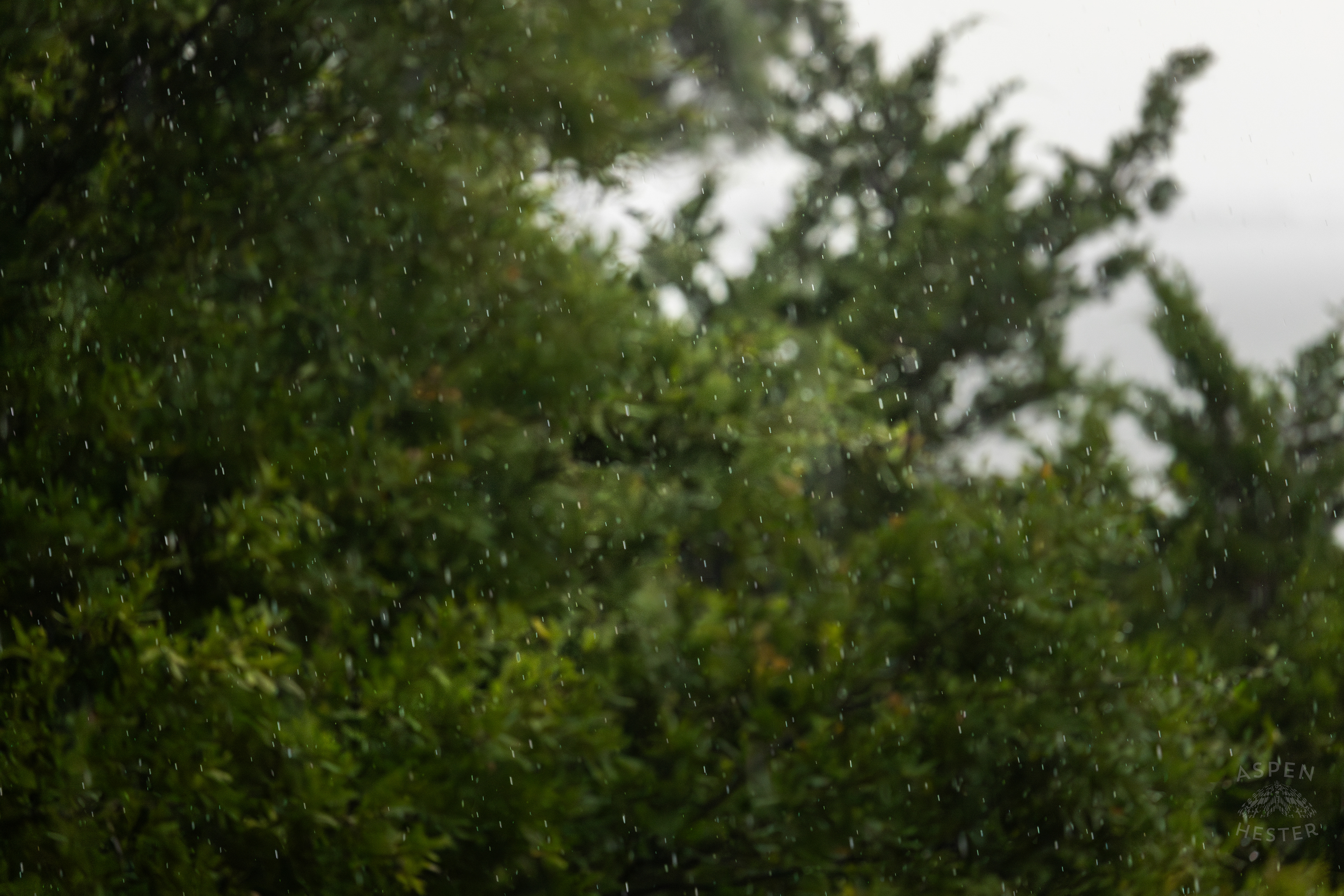 Raindrops as A Thunderstorm Rolls Over Tybee Island Georgia. June 27th, 2024/Aspen Hester