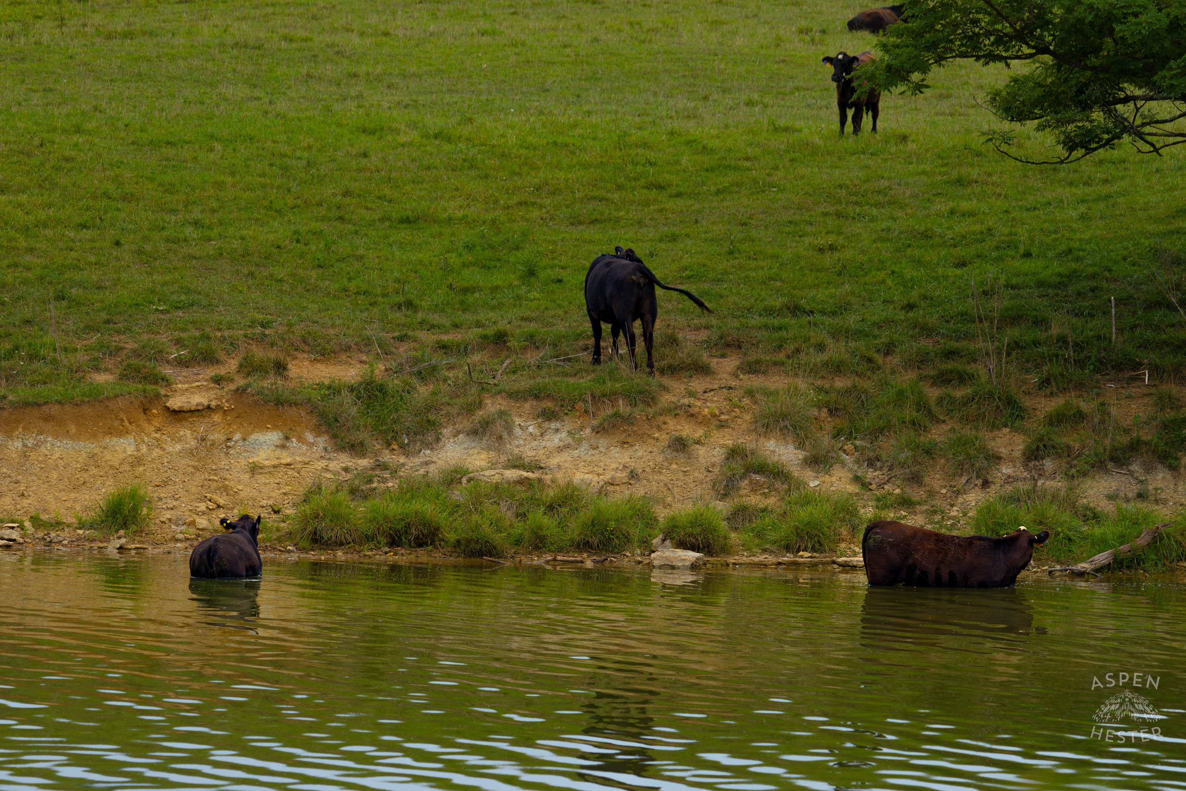 Cows Wading in the Cool Waters of Reformatory Lake. August 12th, 2024/Aspen Hester