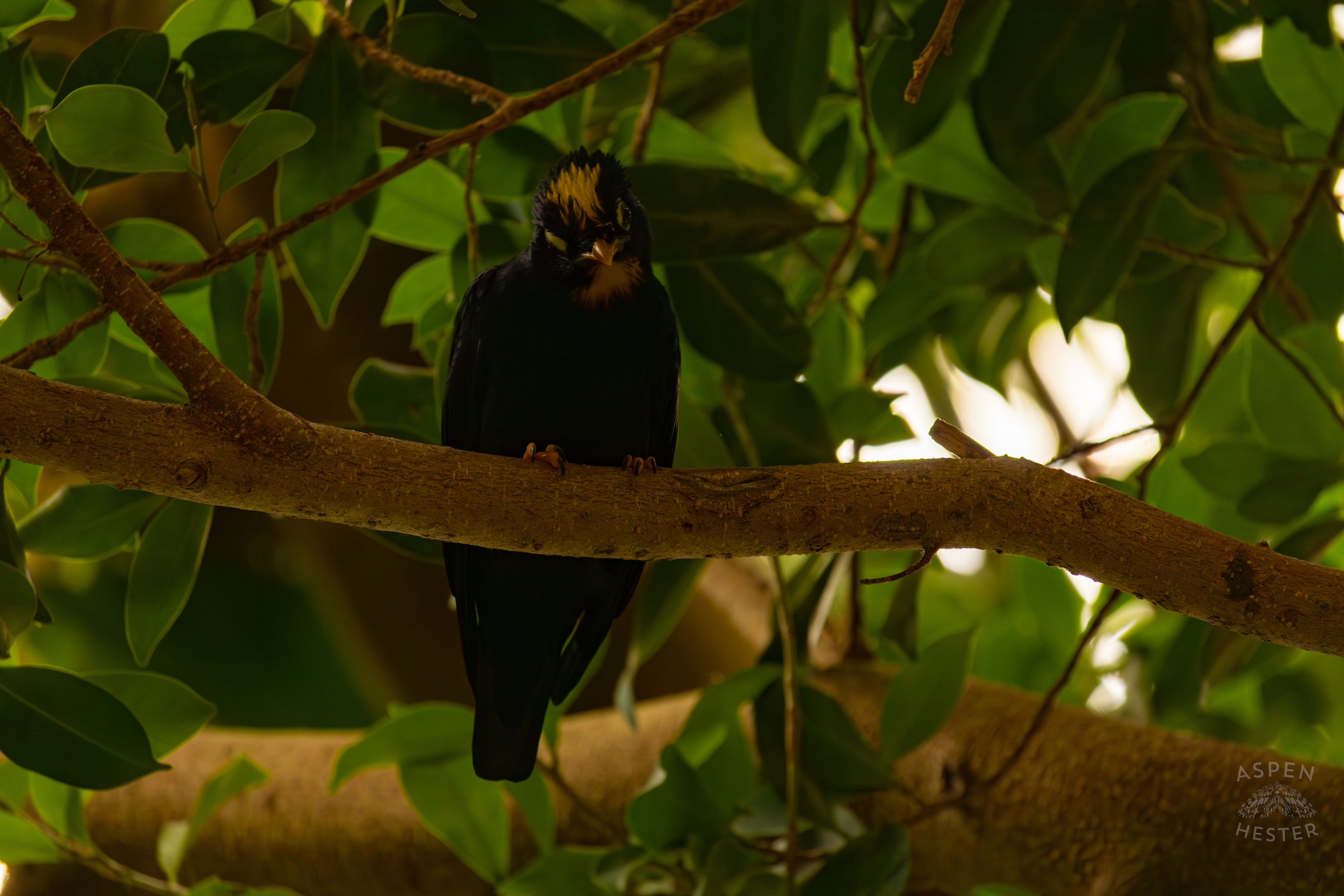 A Golden-Crested Myna Sits Up High Up in The Rainforest Inside The National Aviary in Pittsburgh Pennsylvania. February 26th, 2025/Aspen Hester