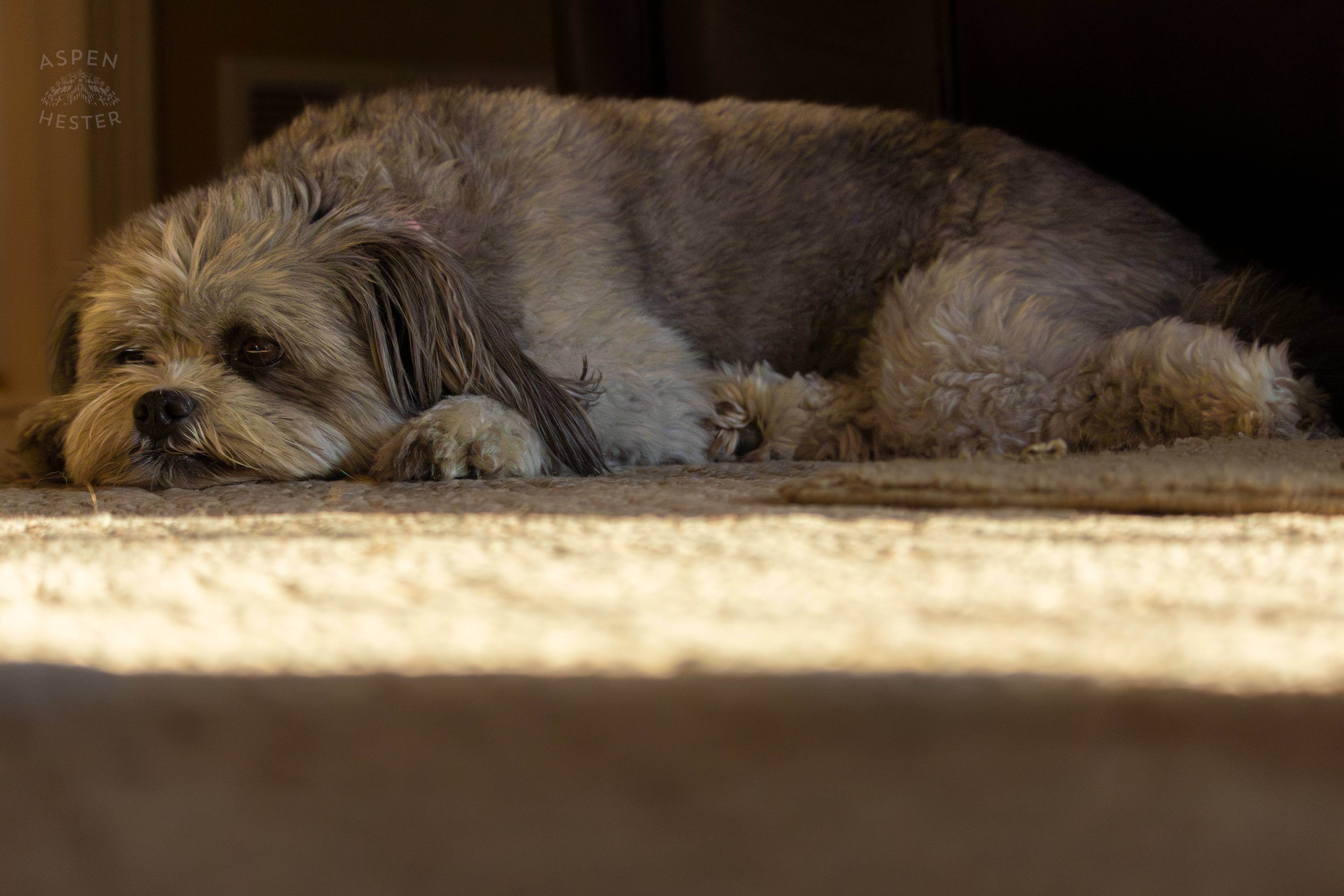 My Girl Mabel Resting. November 11th, 2024/Aspen Hester