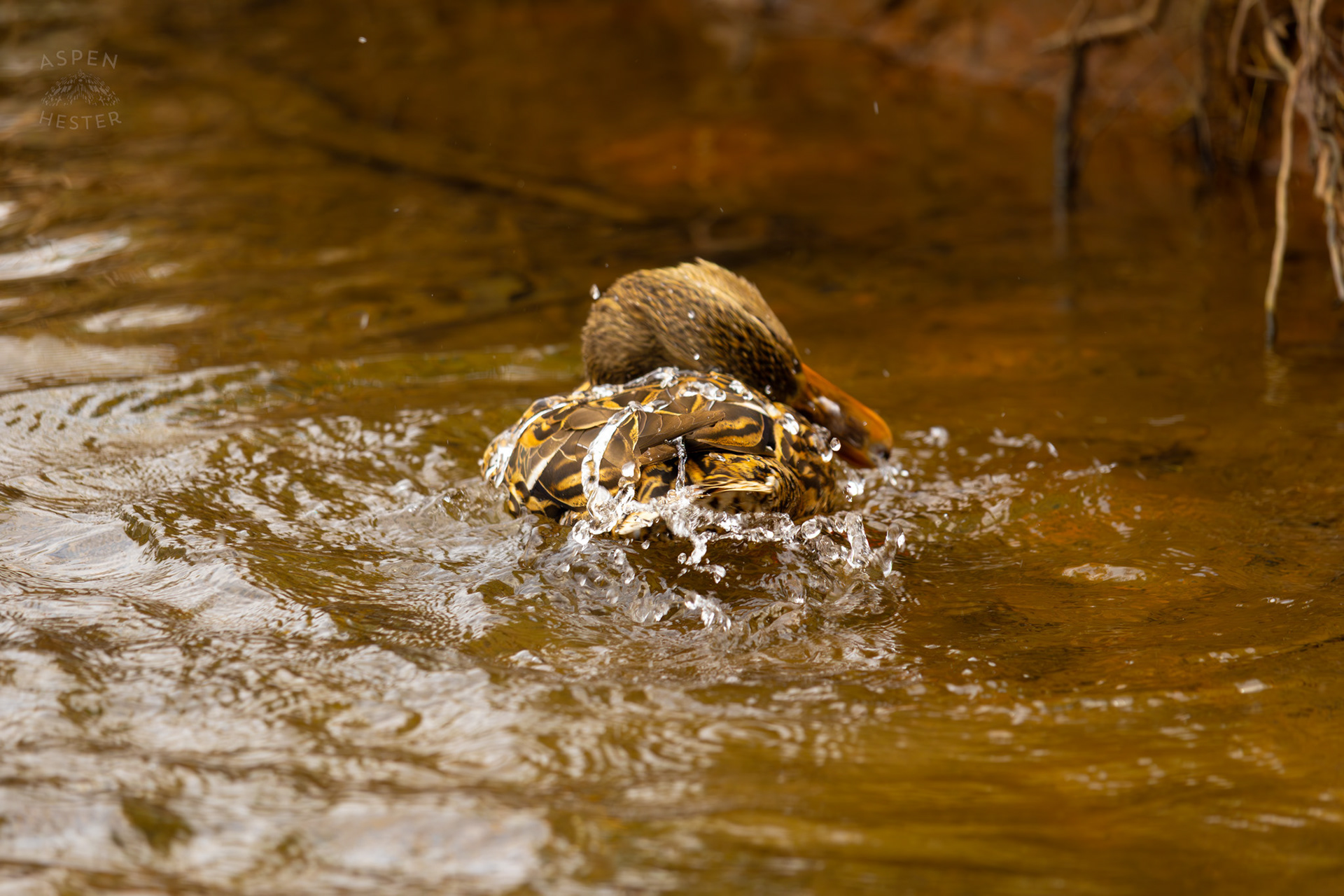 A Female Mallard Washes Herself in Middle Fork Beargrass Creek Where It Runs Through Brown Park. April 14th, 2025/Aspen Hester
