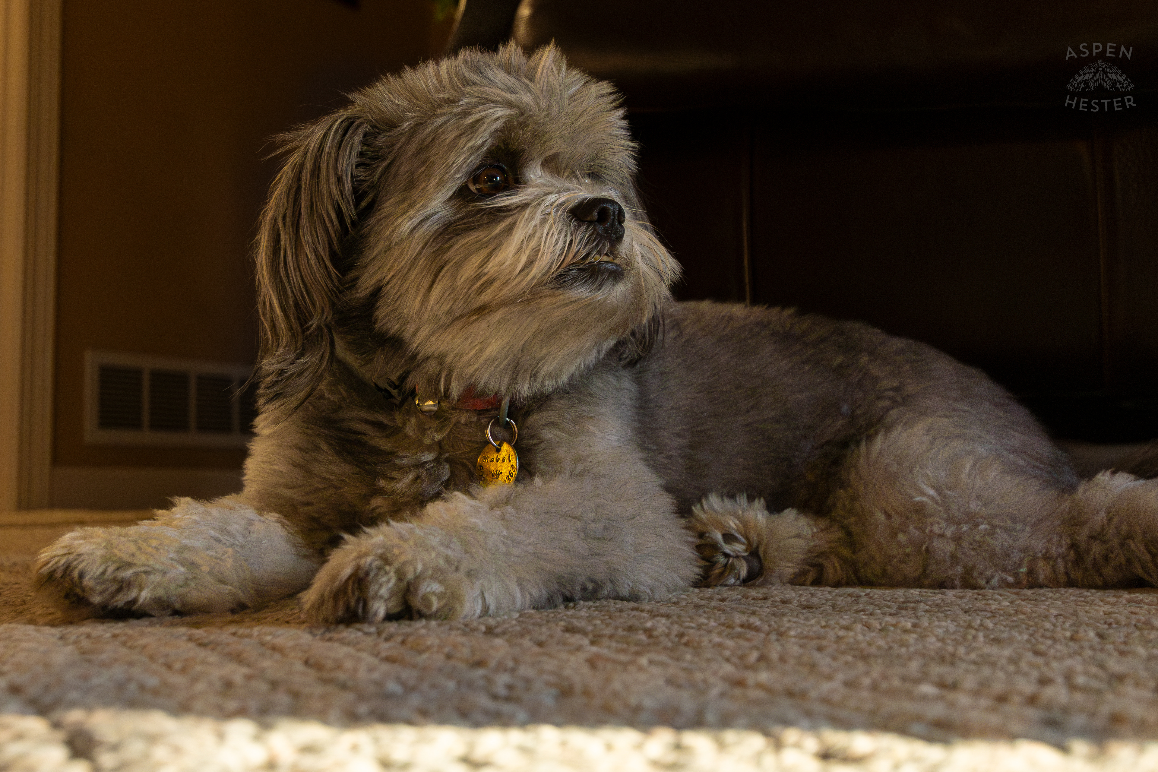 My Girl Mabel. November 11th, 2024/Aspen Hester