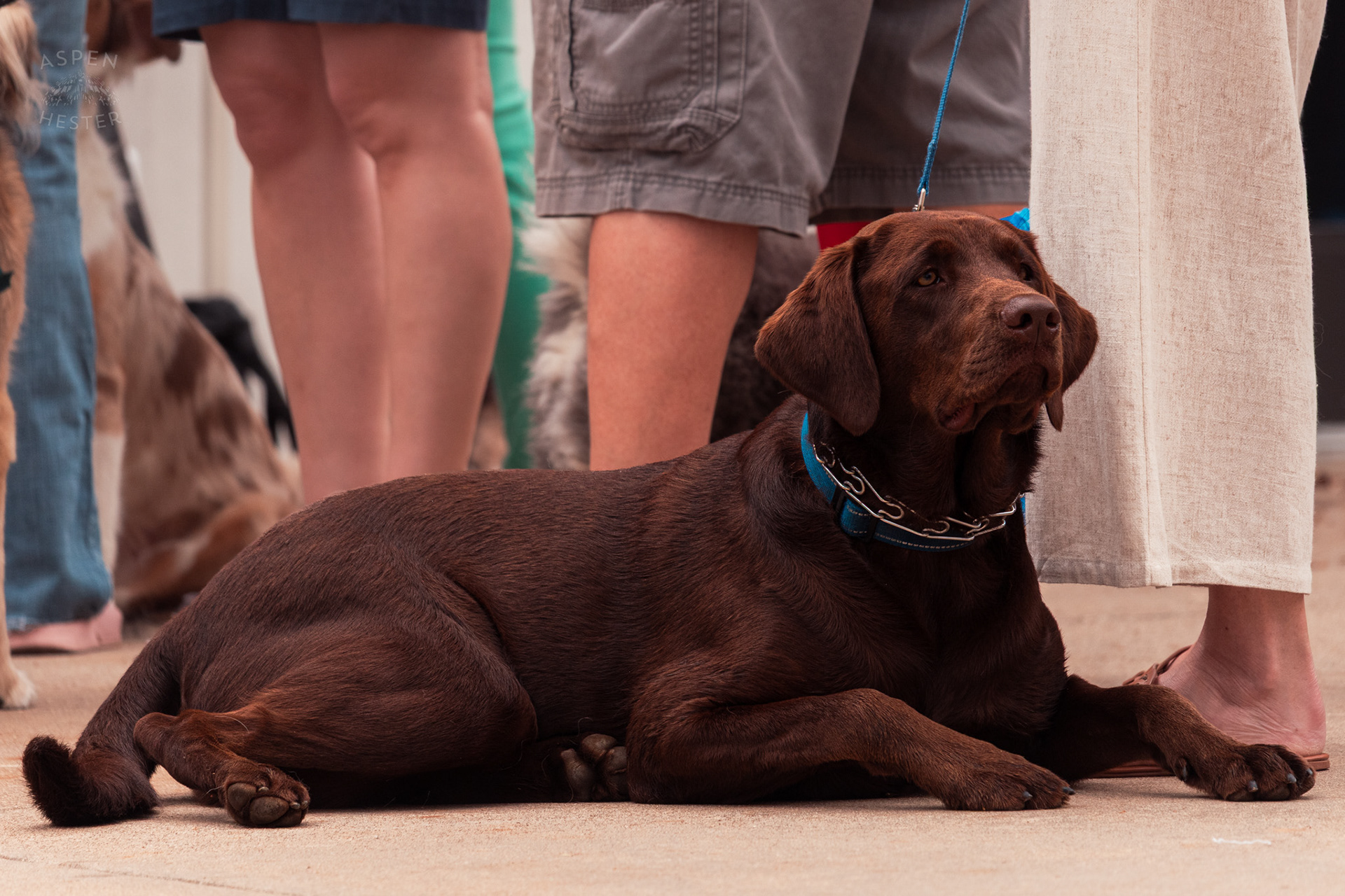 A Large Chocolate Lab Rests at Westport Village’s 5th Annual Puppy Palooza. April 19th, 2025/Aspen Hester