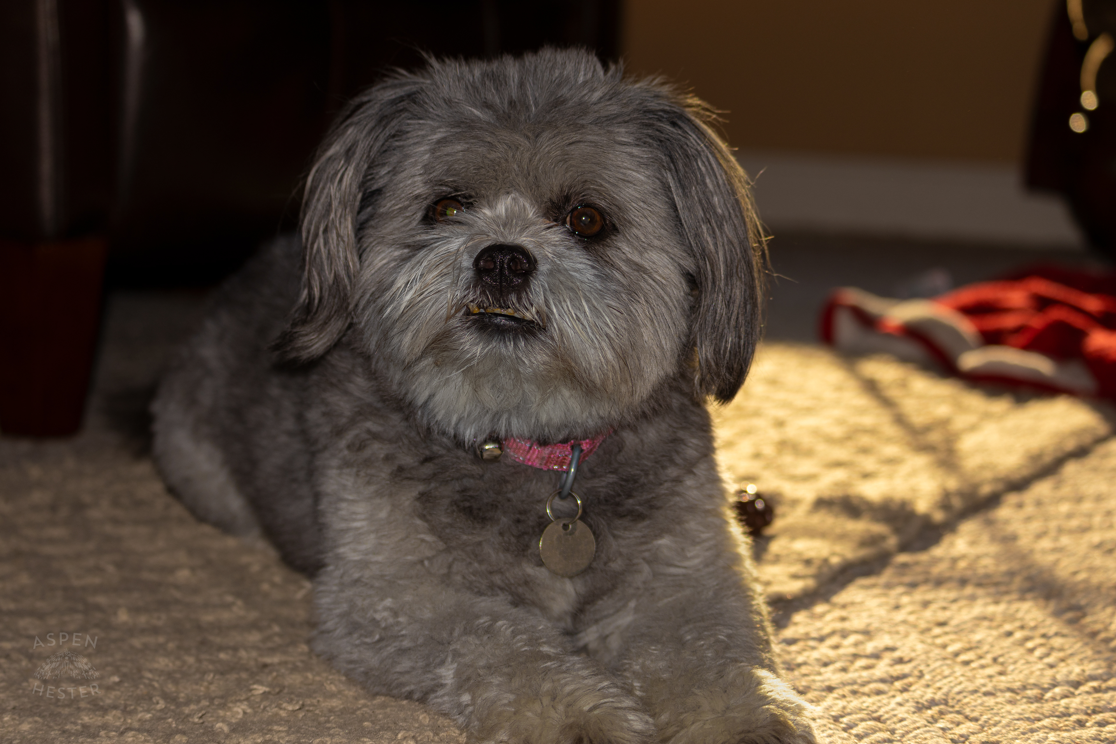 My Girl Mabel. November 11th, 2024/Aspen Hester