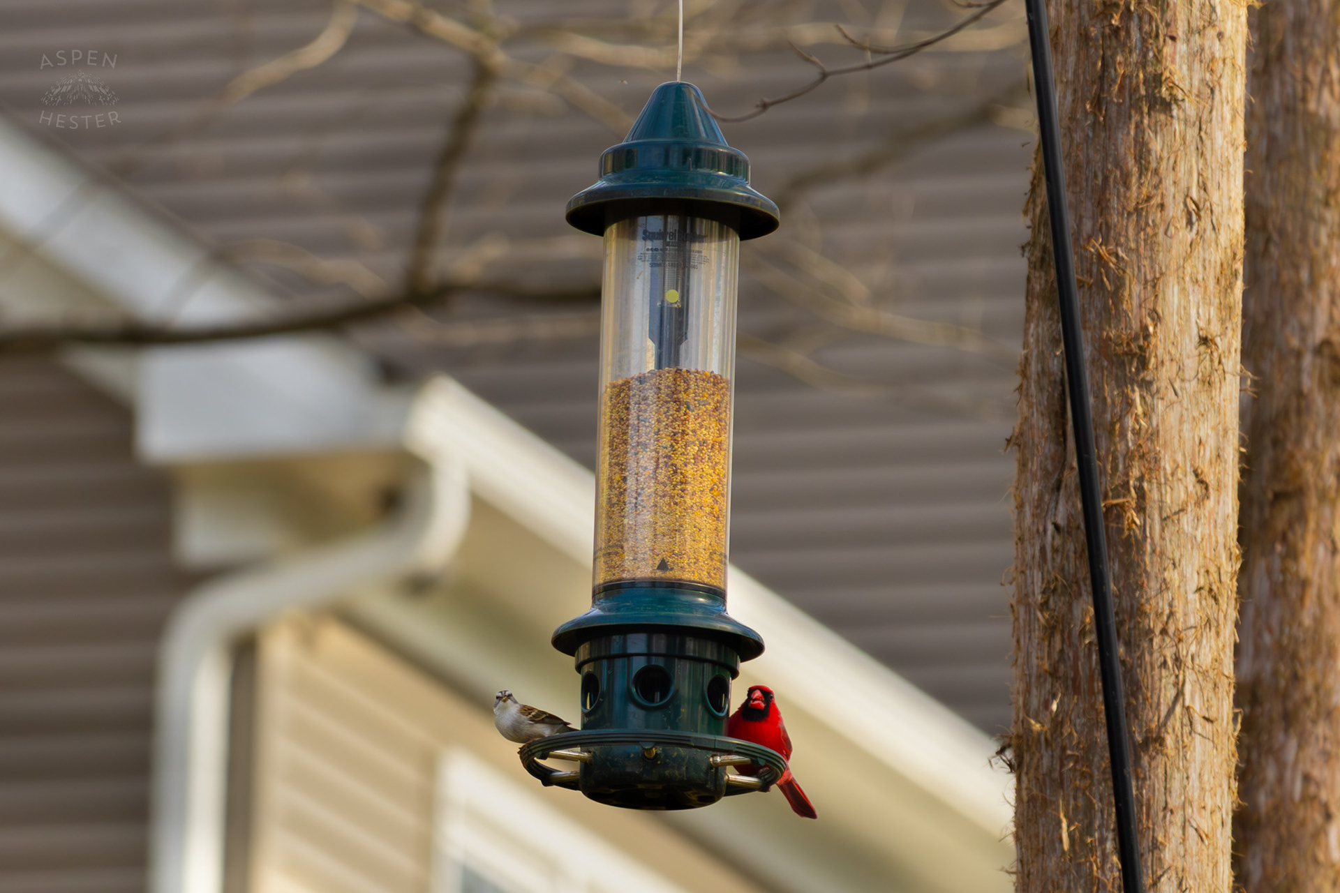 A Male Cardinal and A Chipping Sparrow Eat From A Birdfeeder in My Neighbor's Yard. March 29th, 2026/Aspen Hester