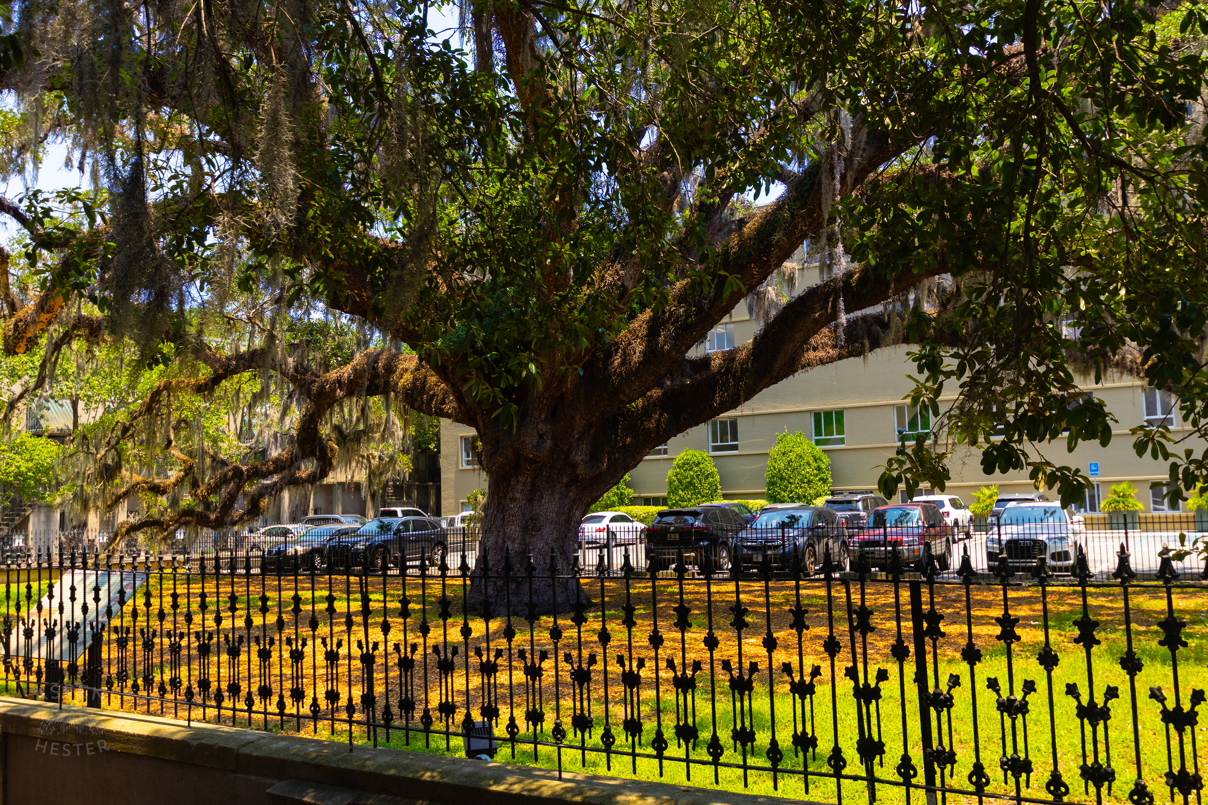 200+ Year Old Oak Tree in Savannah Georgia. June 26th, 2024/Aspen Hester