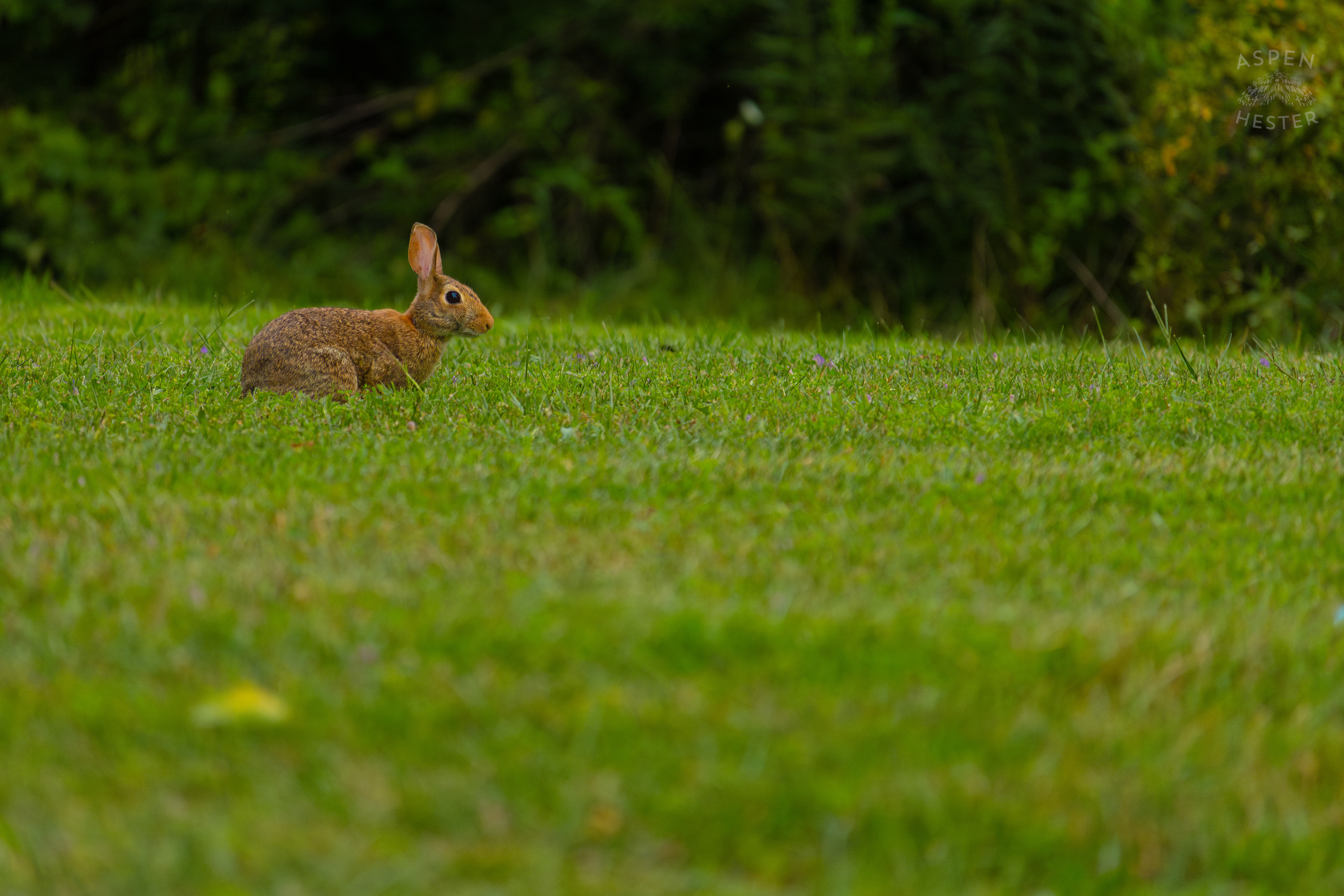An Eastern Cottontail Rabbit in Wendell Moore Park. August 12th, 2024/Aspen Hester