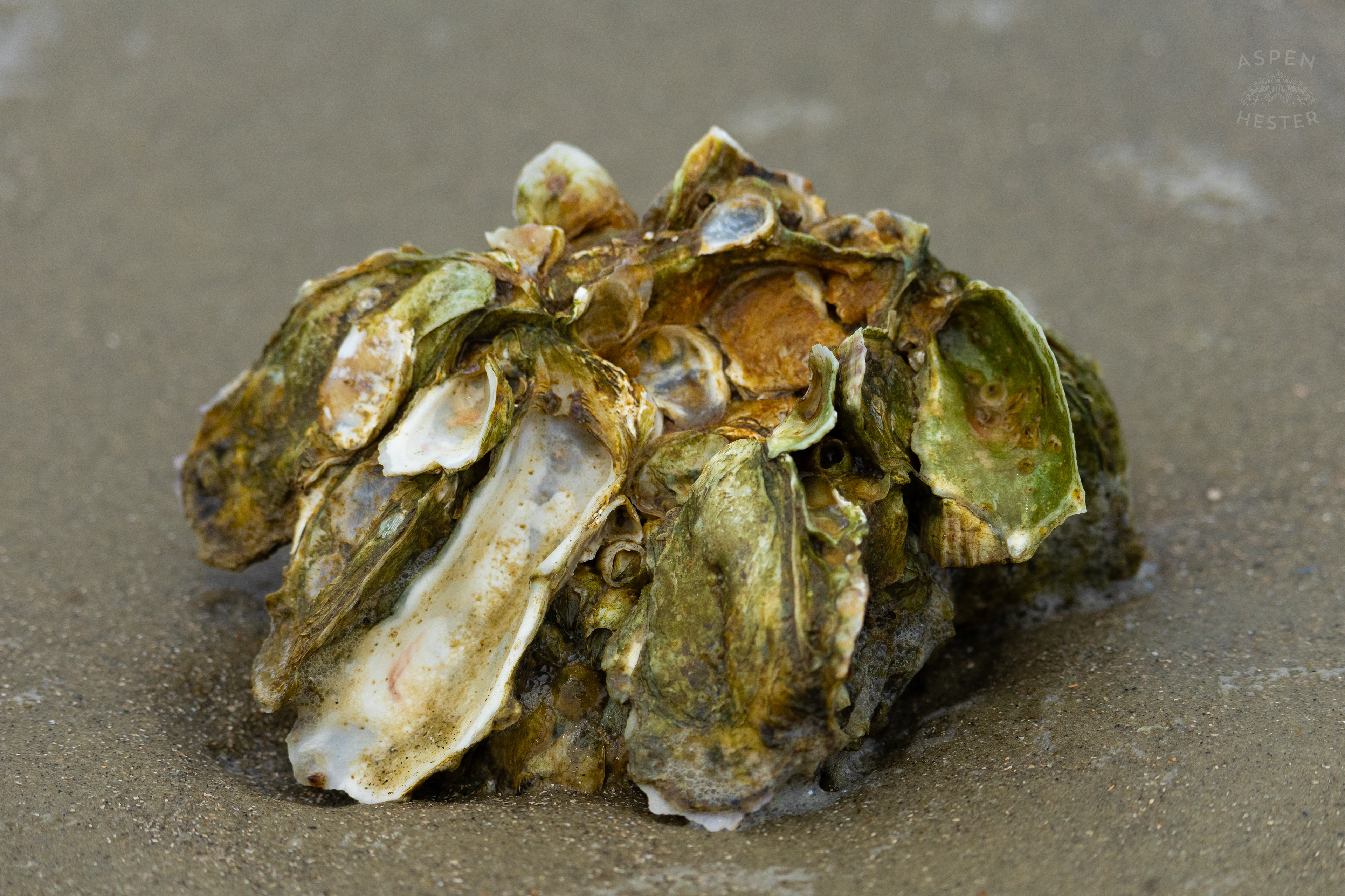 Oyster Cluster Washes Up On Tybee Island Georgia. June 24th, 2024/Aspen Hester