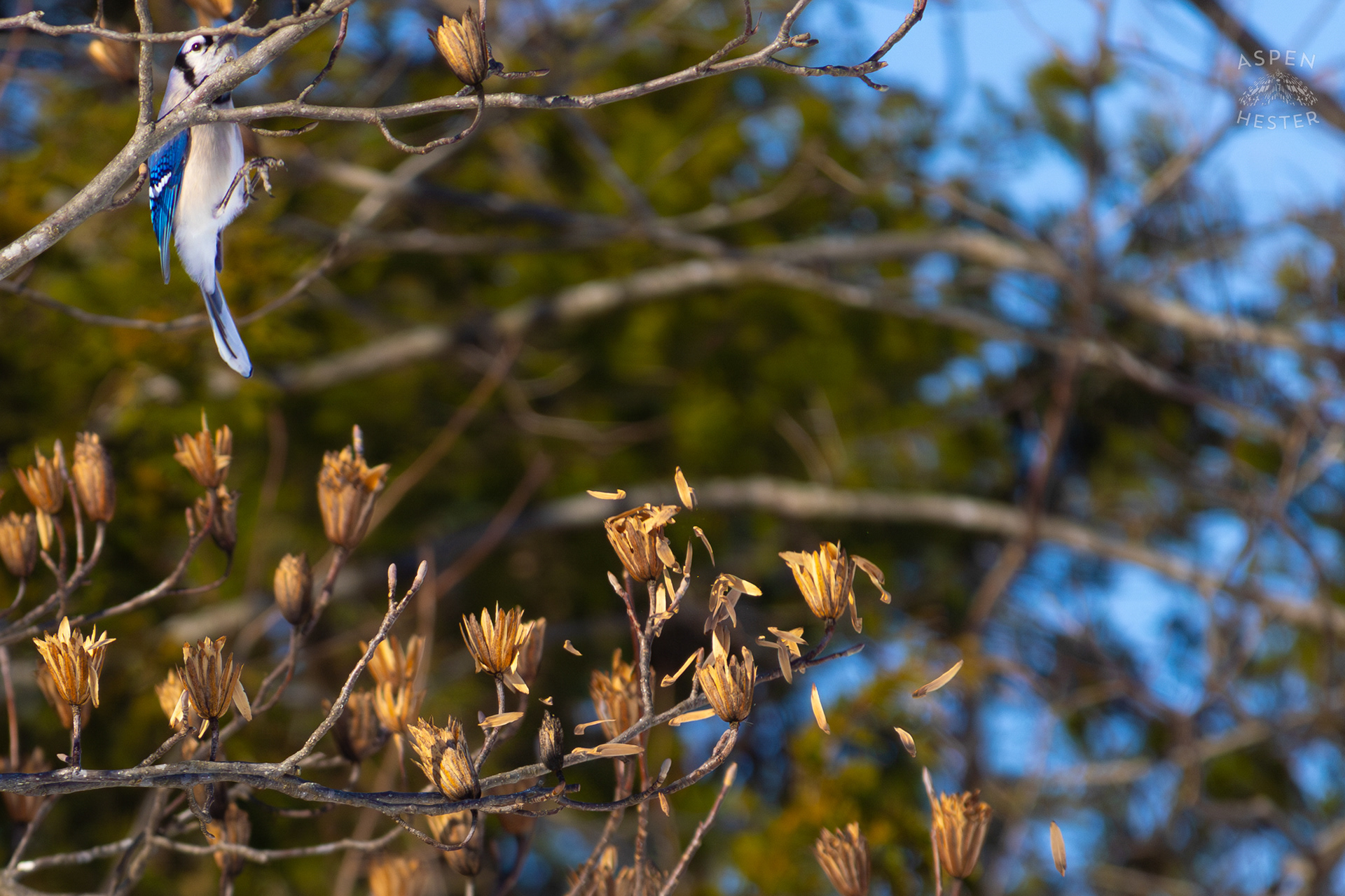 A Blue Jay Hops to A New Branch in A Tulip Tree in The Snowy Landscape of my Backyard. January 13th, 2025/Aspen Hester