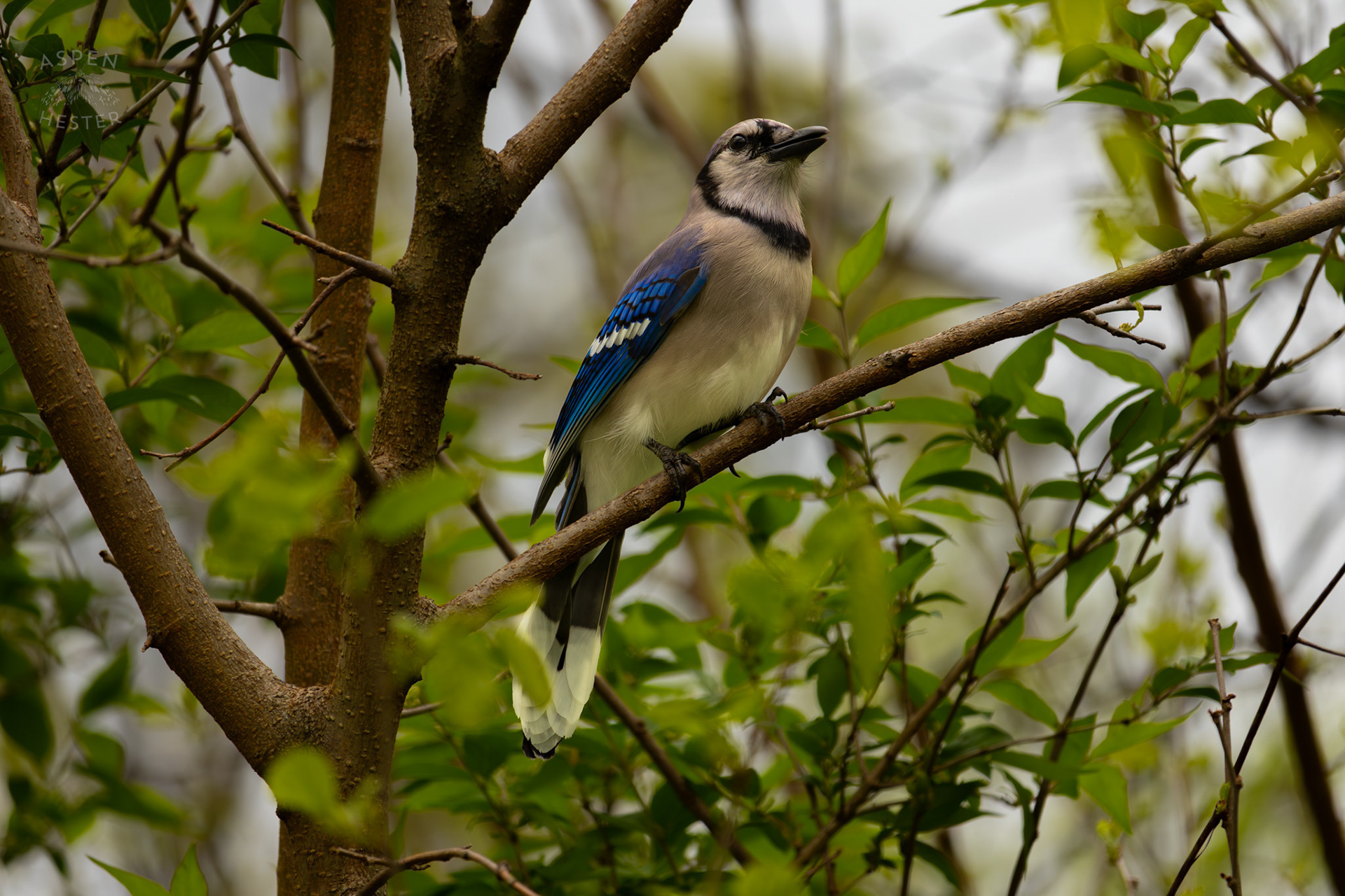 A Blue Jay Rests in The Trees of Brown Park. April 14th, 2025/Aspen Hester 