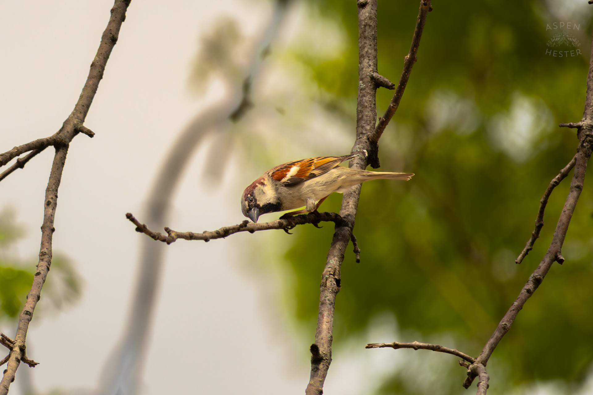 A House Sparrow Perches on A Branch in Brown Park. April 14th, 2025/Aspen Hester