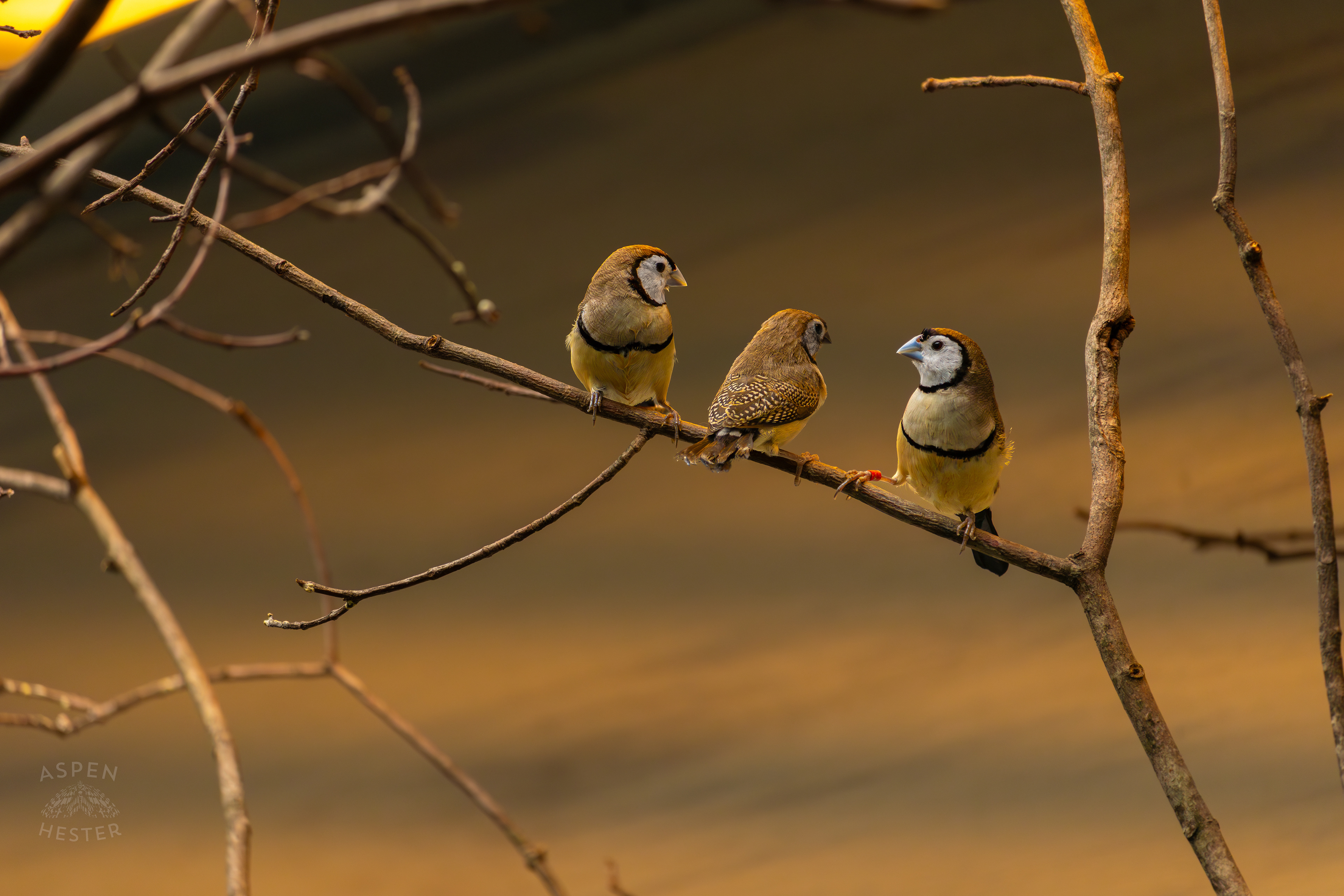 Three Double-Barred Finches Perch Together on A Branch in The Grasslands Inside The National Aviary in Pittsburgh Pennsylvania. February 26th, 2025/Aspen Hester