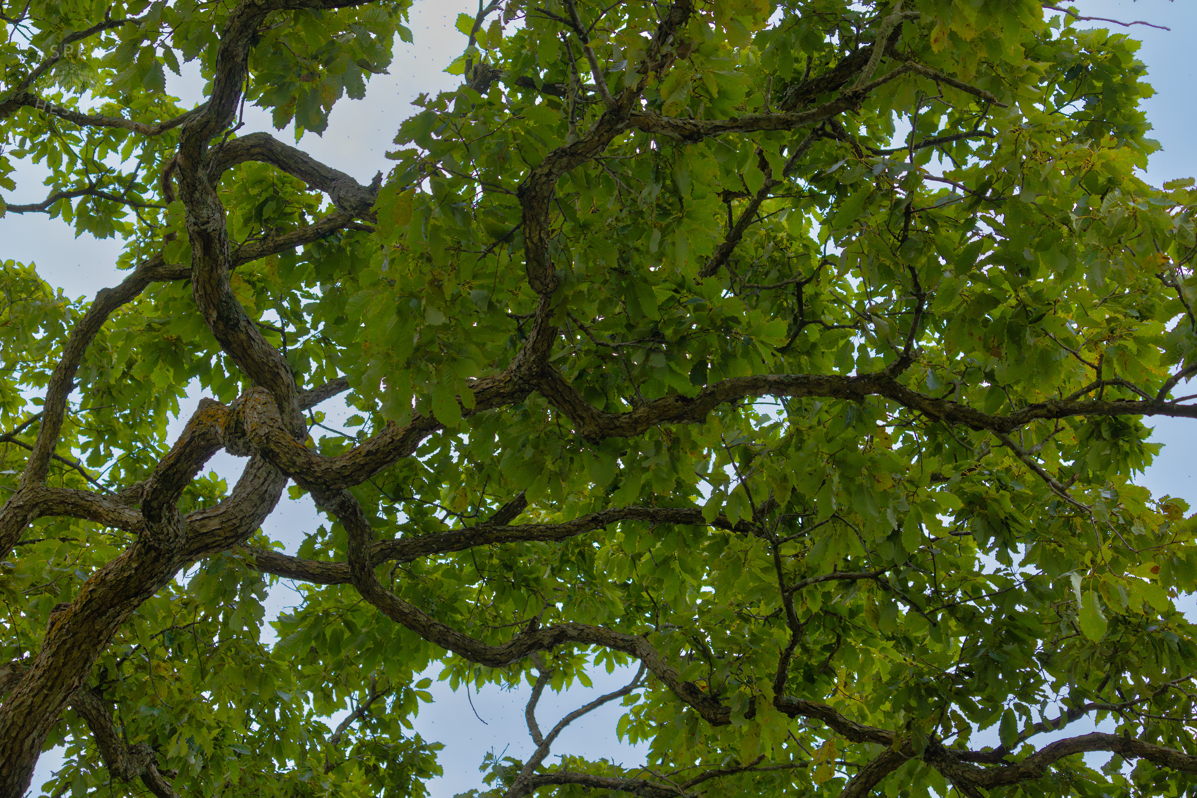 Tree Canopy in Wendell Moore Park. August 12th, 2024/Aspen Hester