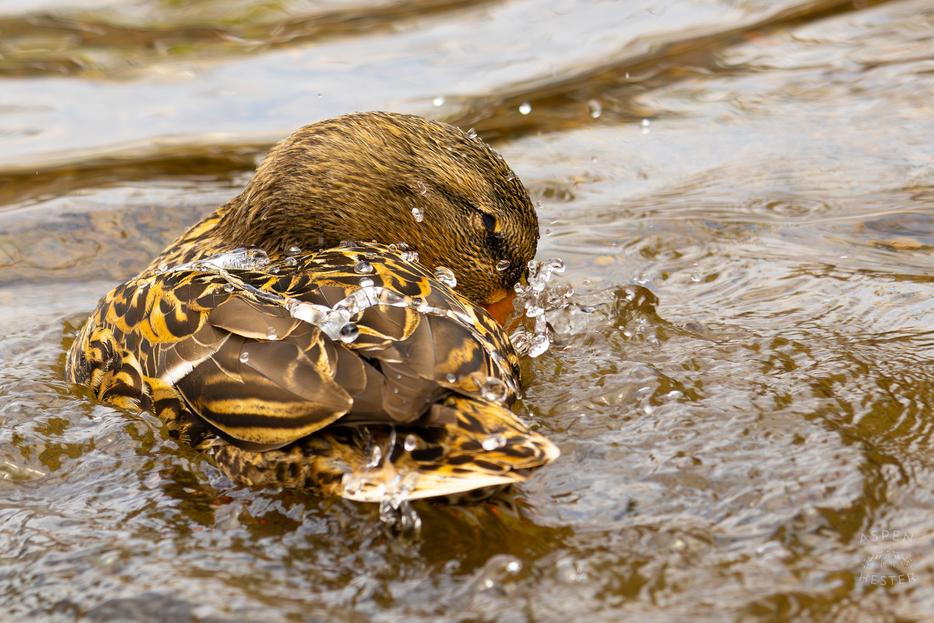 A Female Mallard Washes Herself in Middle Fork Beargrass Creek Where It Runs Through Brown Park. April 14th, 2025/Aspen Hester
