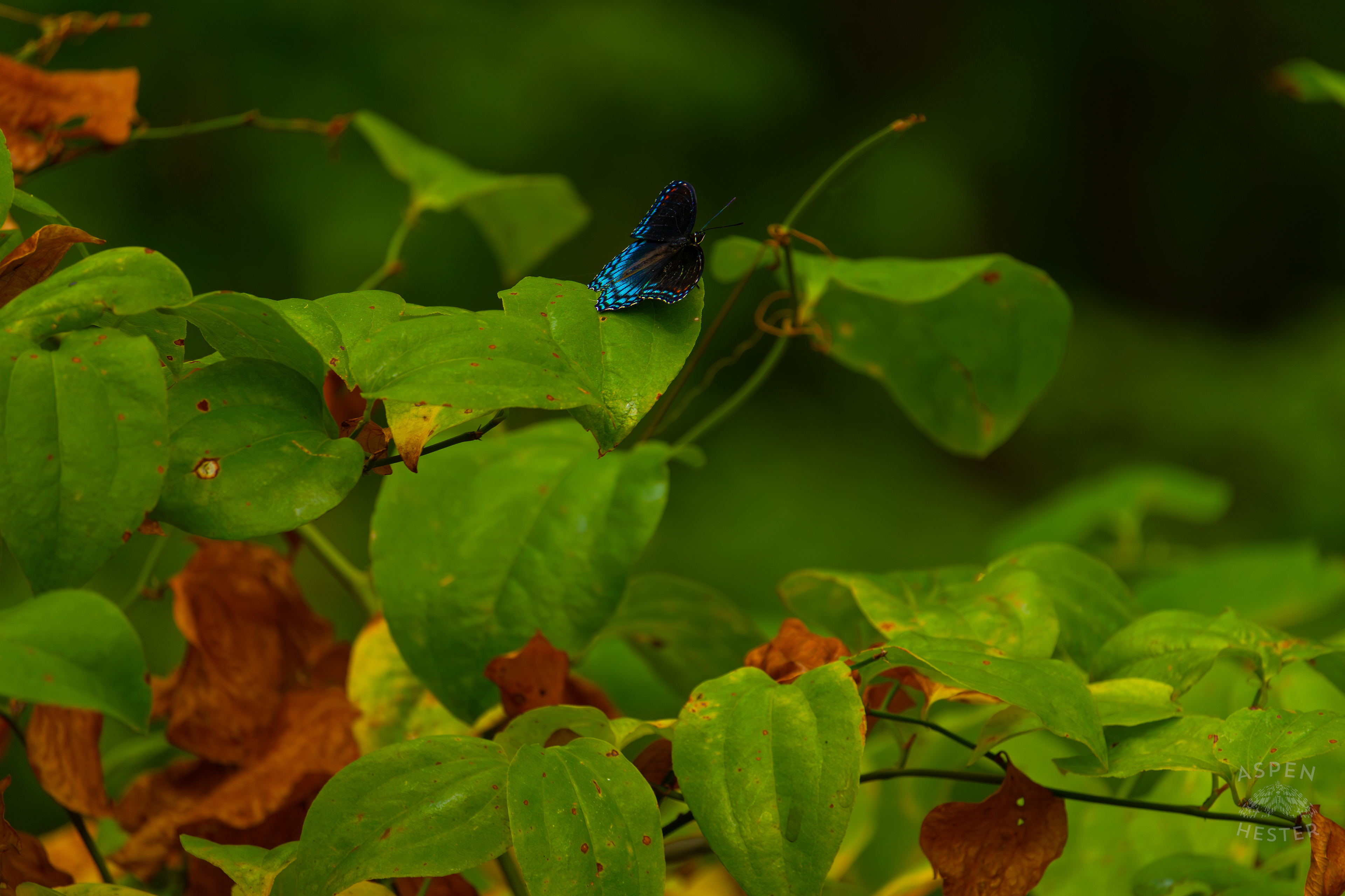 A Red-Spotted Admiral Butterfly Sits on A Bush Inside Jefferson Memorial Forest. September 3rd, 2024/Aspen Hester