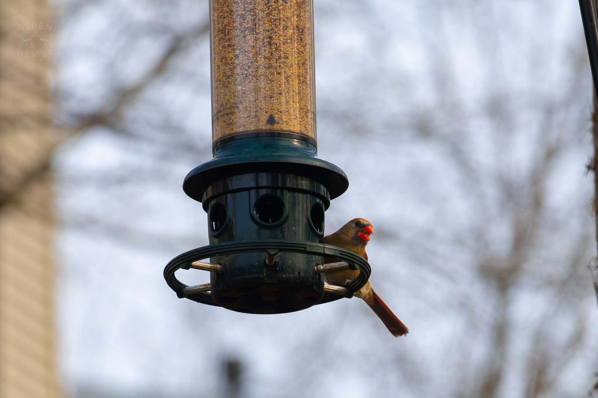 A Female Cardinal Eats From A Birdfeeder in My Neighbor's Yard. March 29th, 2026/Aspen Hester