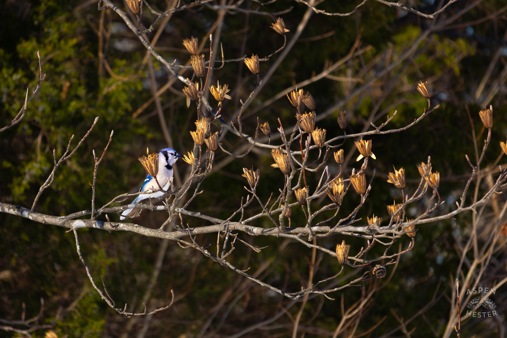 A Blue Jay Hops to A New Branch in A Tulip Tree in The Snowy Landscape of my Backyard. January 13th, 2025/Aspen Hesterq