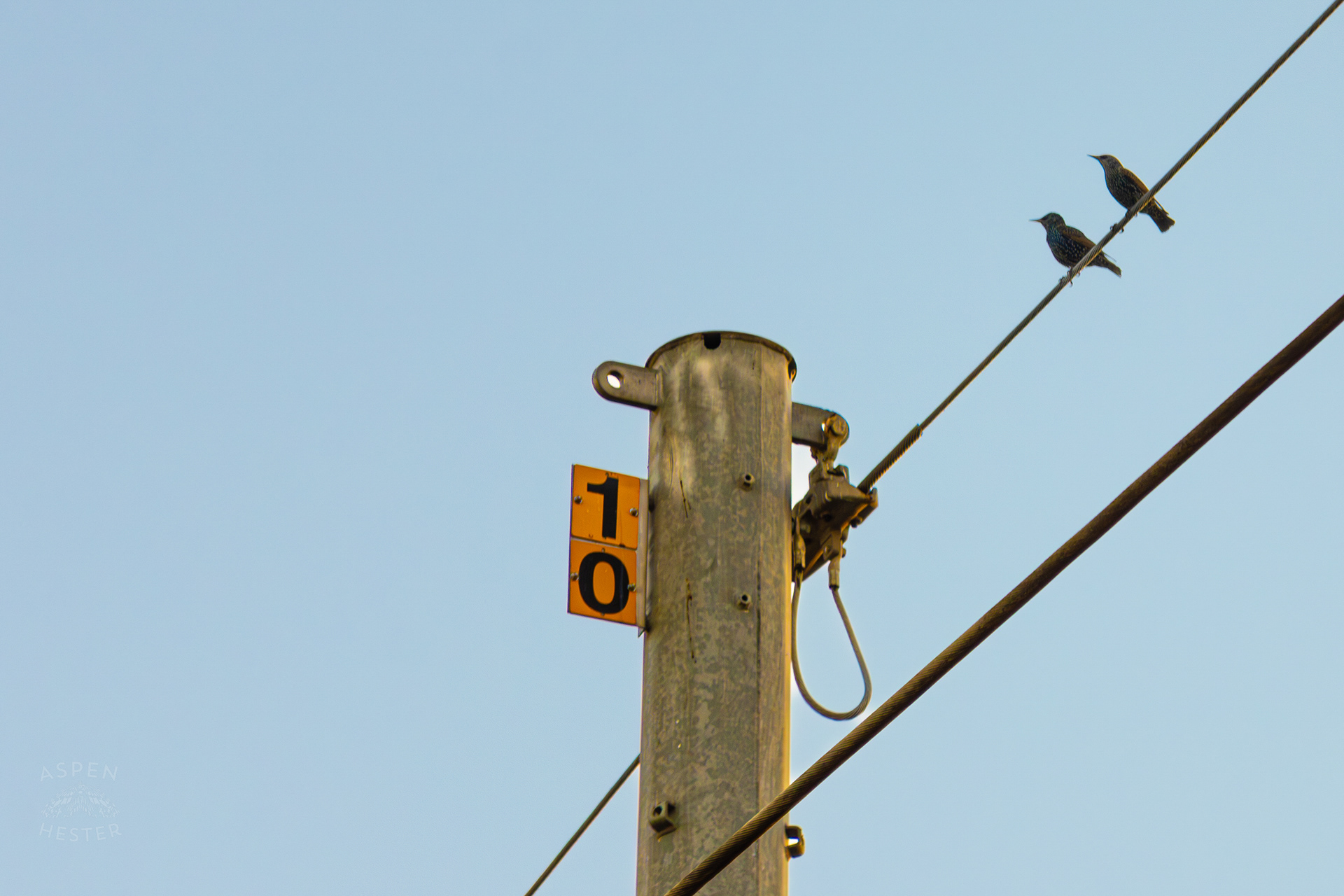 Brown Creepers Sitting Atop A Powerline In Nulu on A Saturday Evening. November 14th, 2024/Aspen Hester