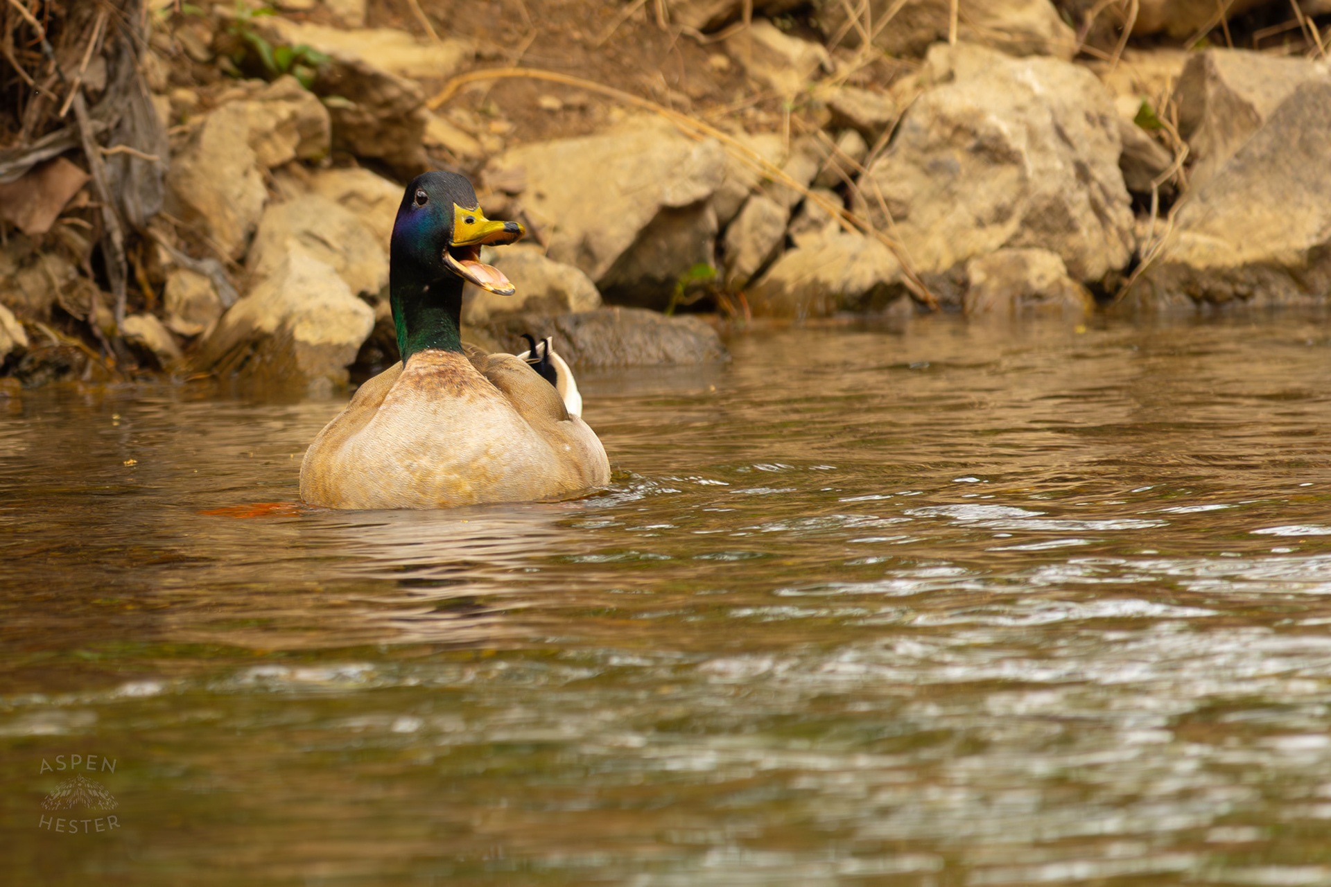 A Male Mallard Quacks in Middle Fork Beargrass Creek Where It Runs Through Brown Park. April 14th, 2025/Aspen Hester