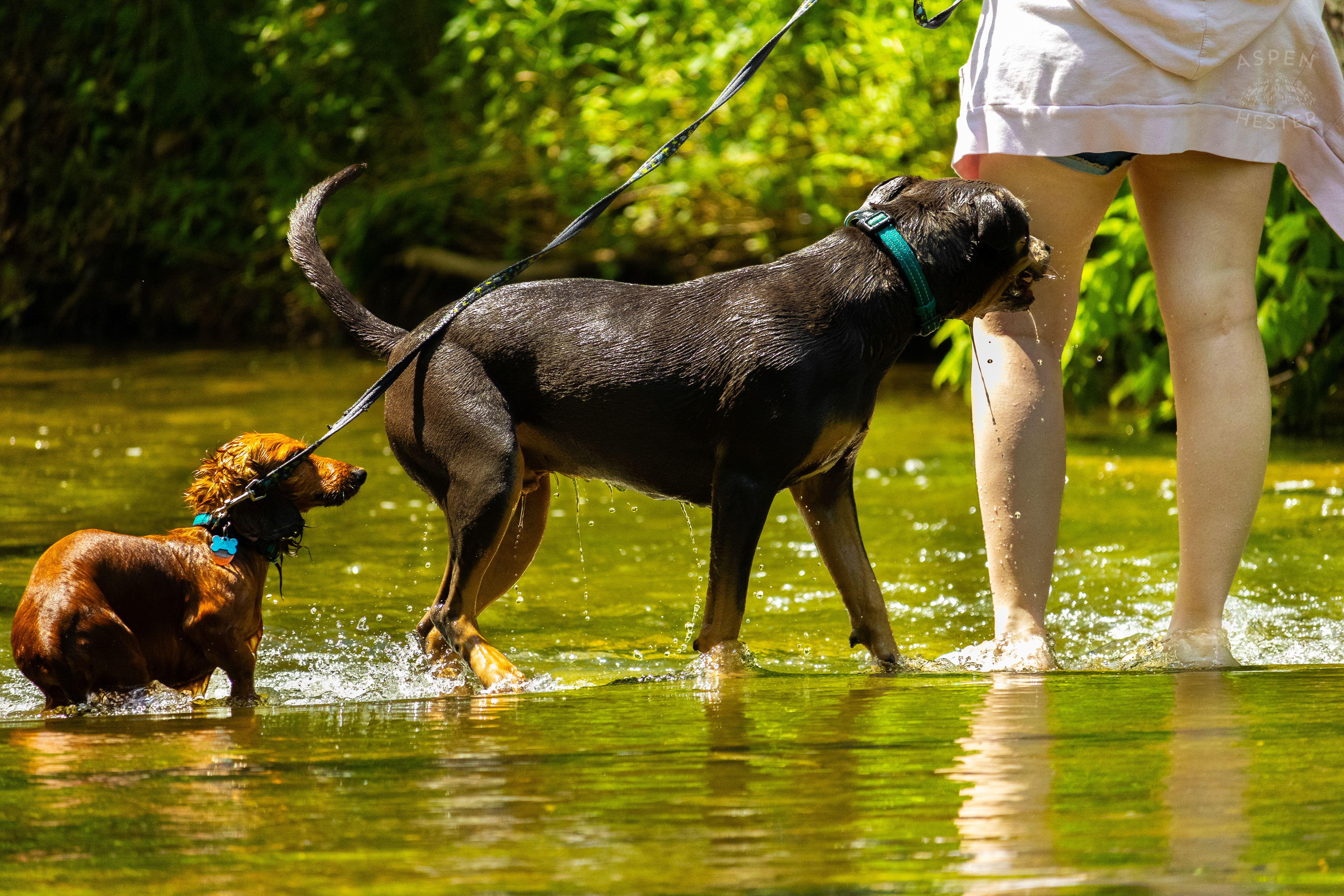 A Rottweiler and A Dachshund Splash in the Waters of Middle Fork Beargrass Creek in Cherokee Park. May 28th, 2024/Aspen Hester