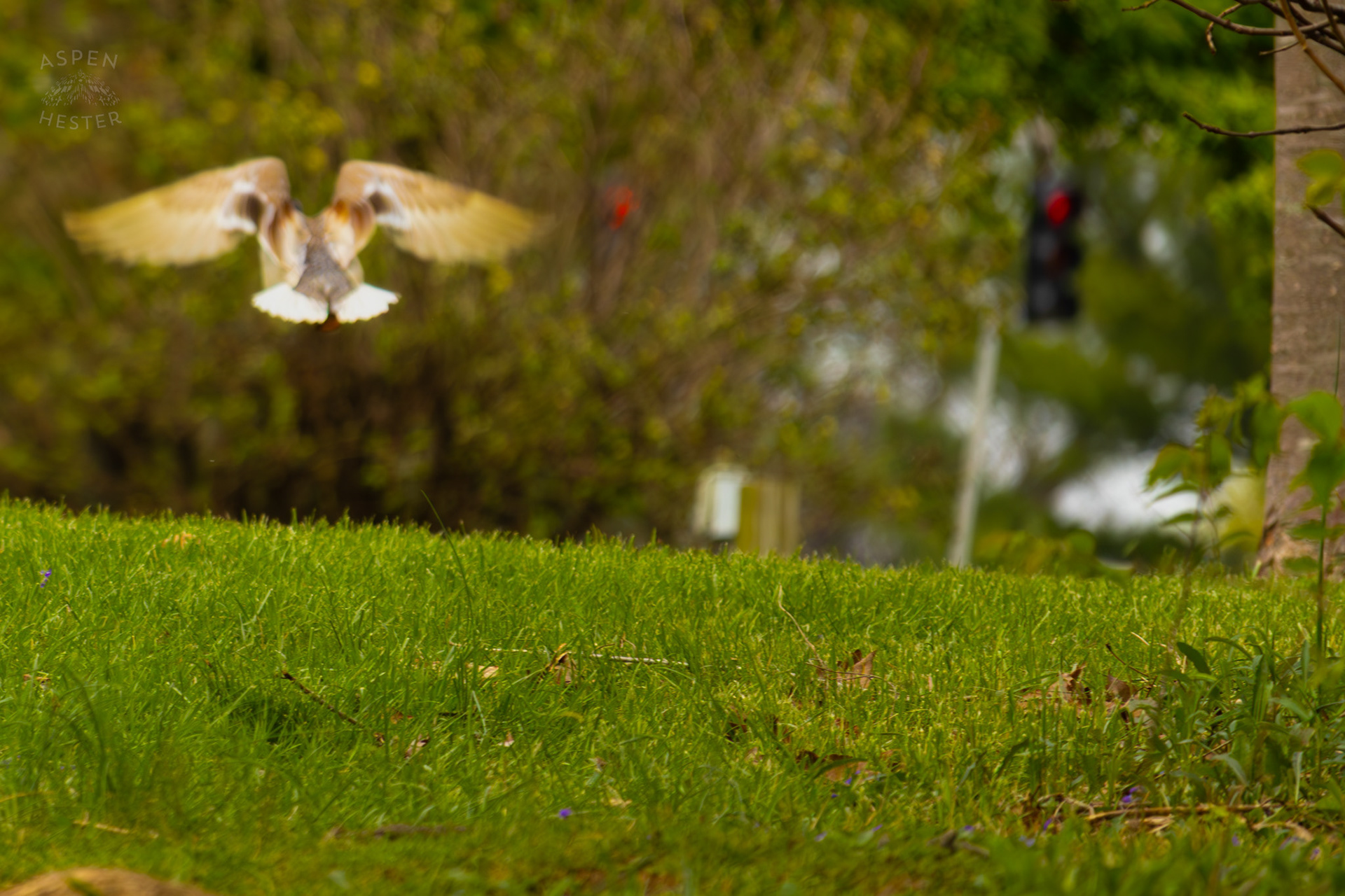 A Male Mallard Flies Through Brown Park. April 14th, 2025/Aspen Hester