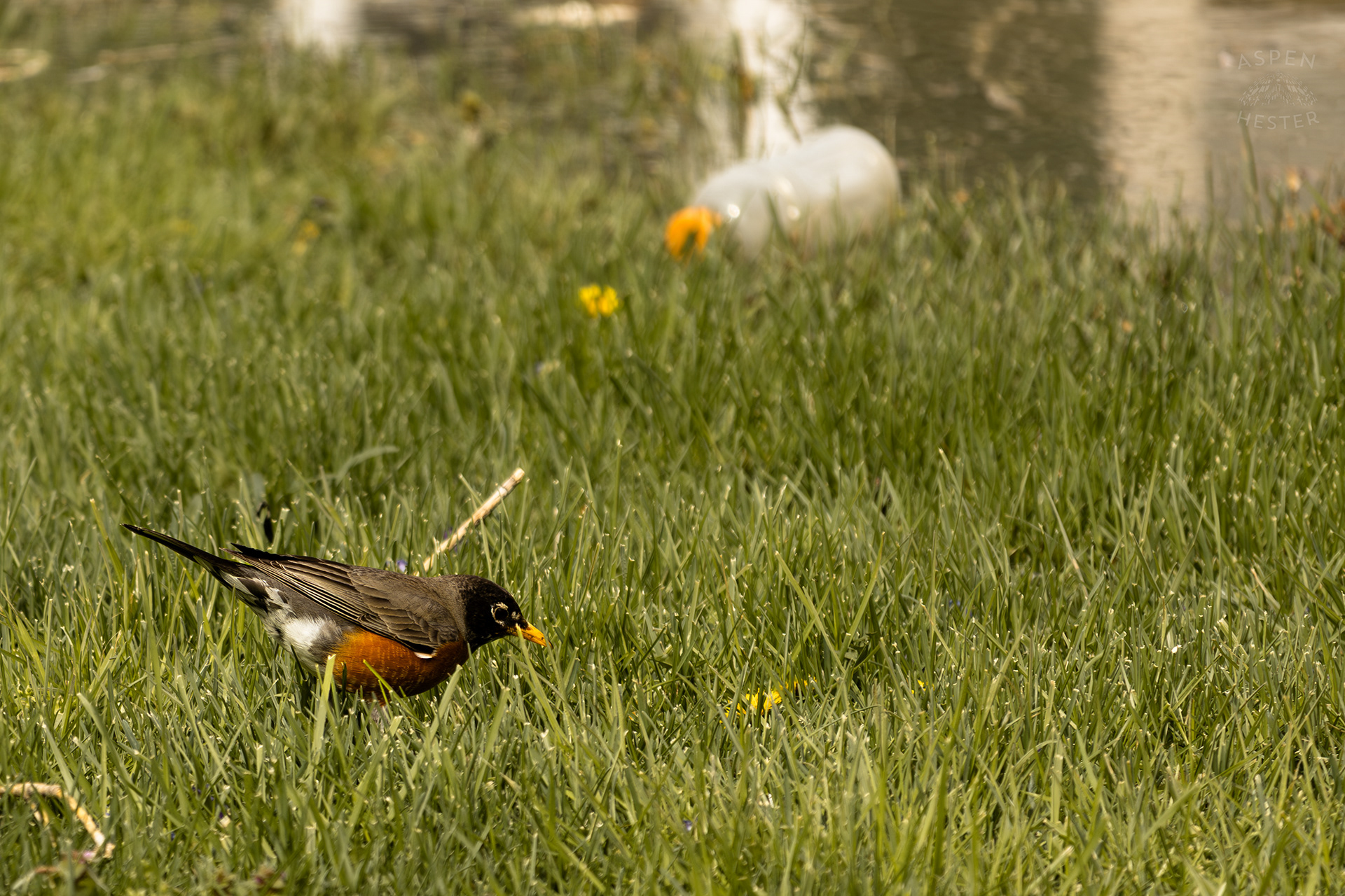 A Robin Scavenges Near The Edge Of The Historic Flooding in Utica Indiana. April 9th, 2025/Aspen Hester