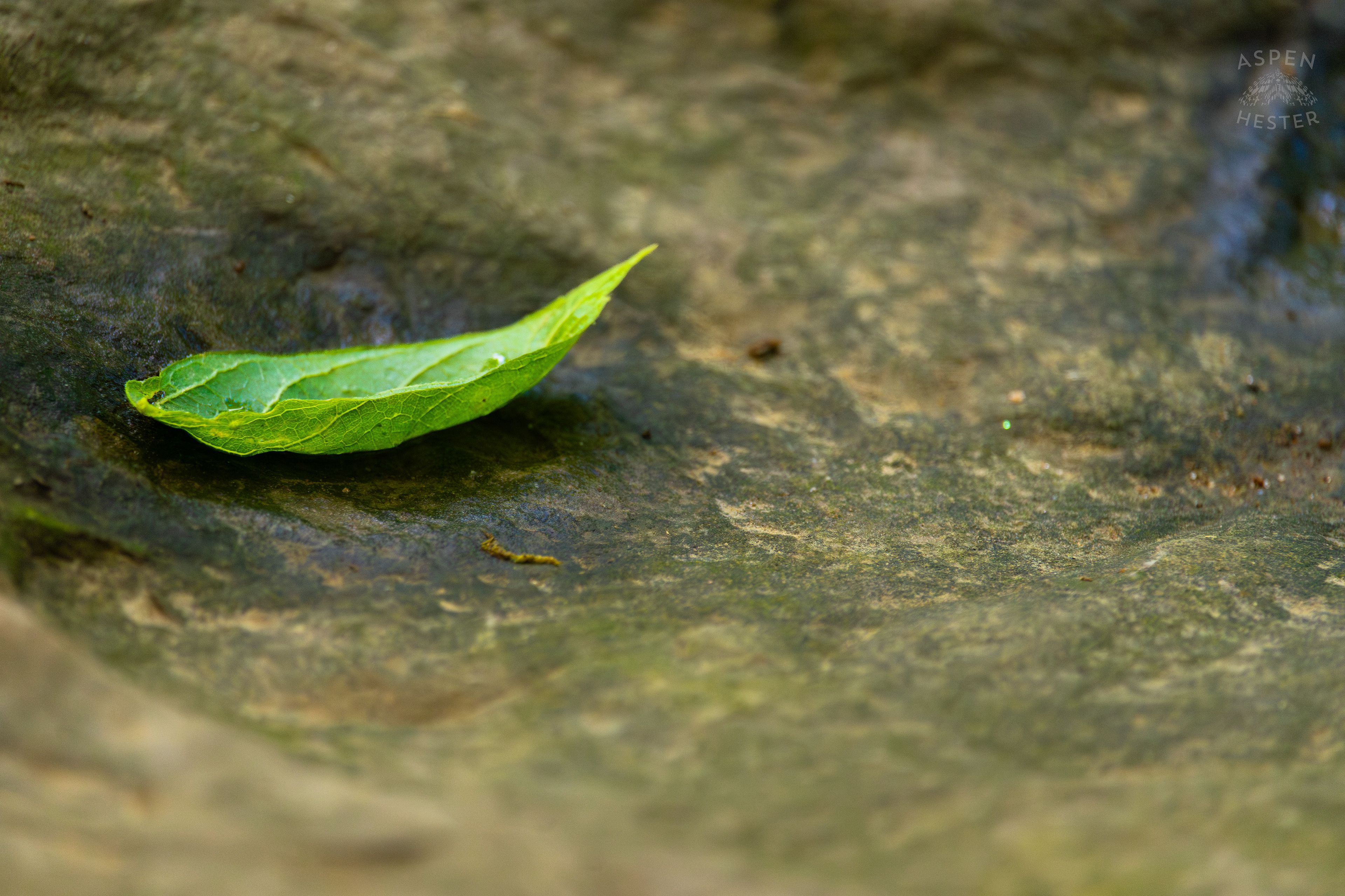 Leaf Resting on the Rock Bank of Middle Fork Beargrass Creek in Cherokee Park. May 28th, 2024/Aspen Hester