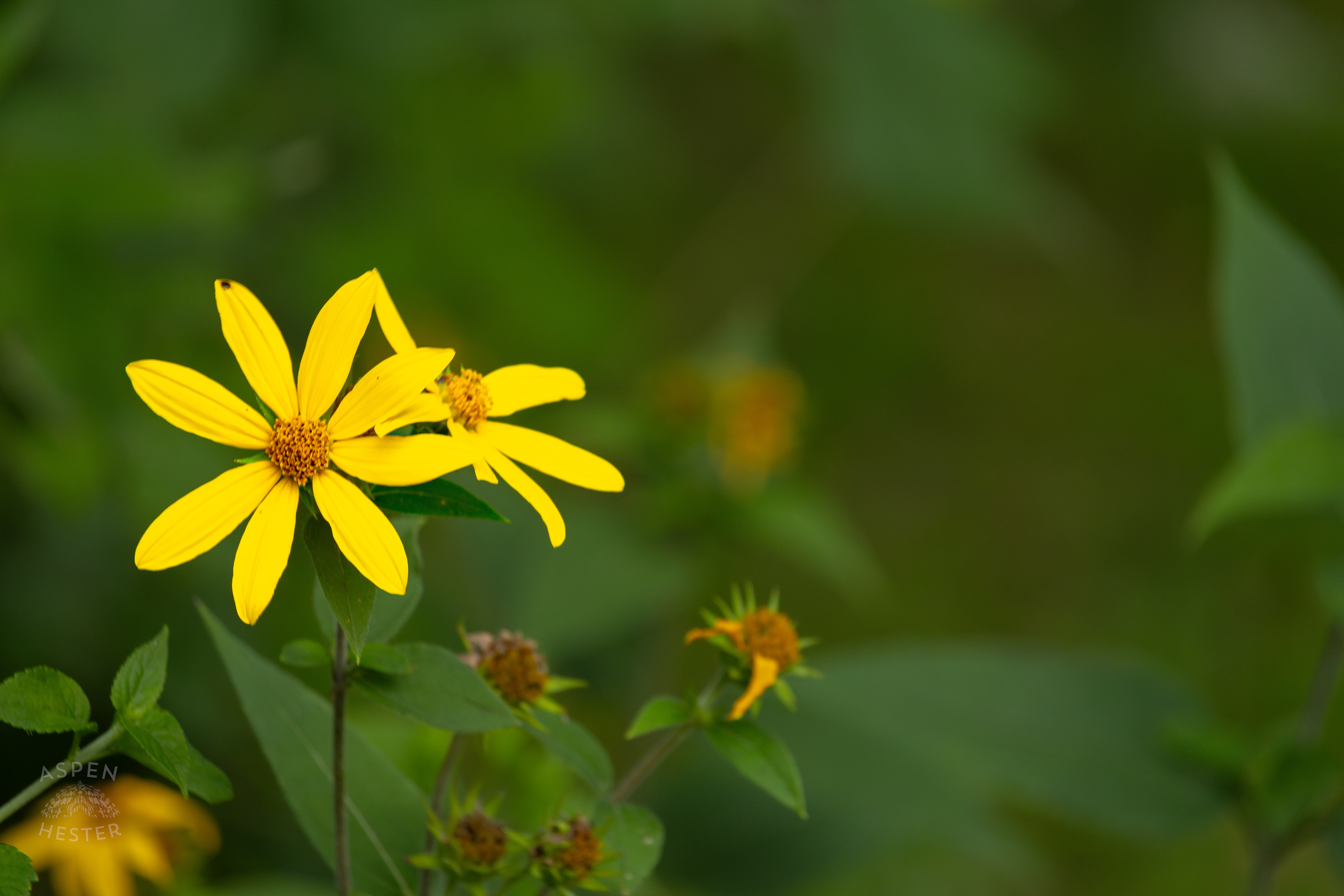 Woodland Sunflowers in Wendell Moore Park. August 12th, 2024/Aspen Hester