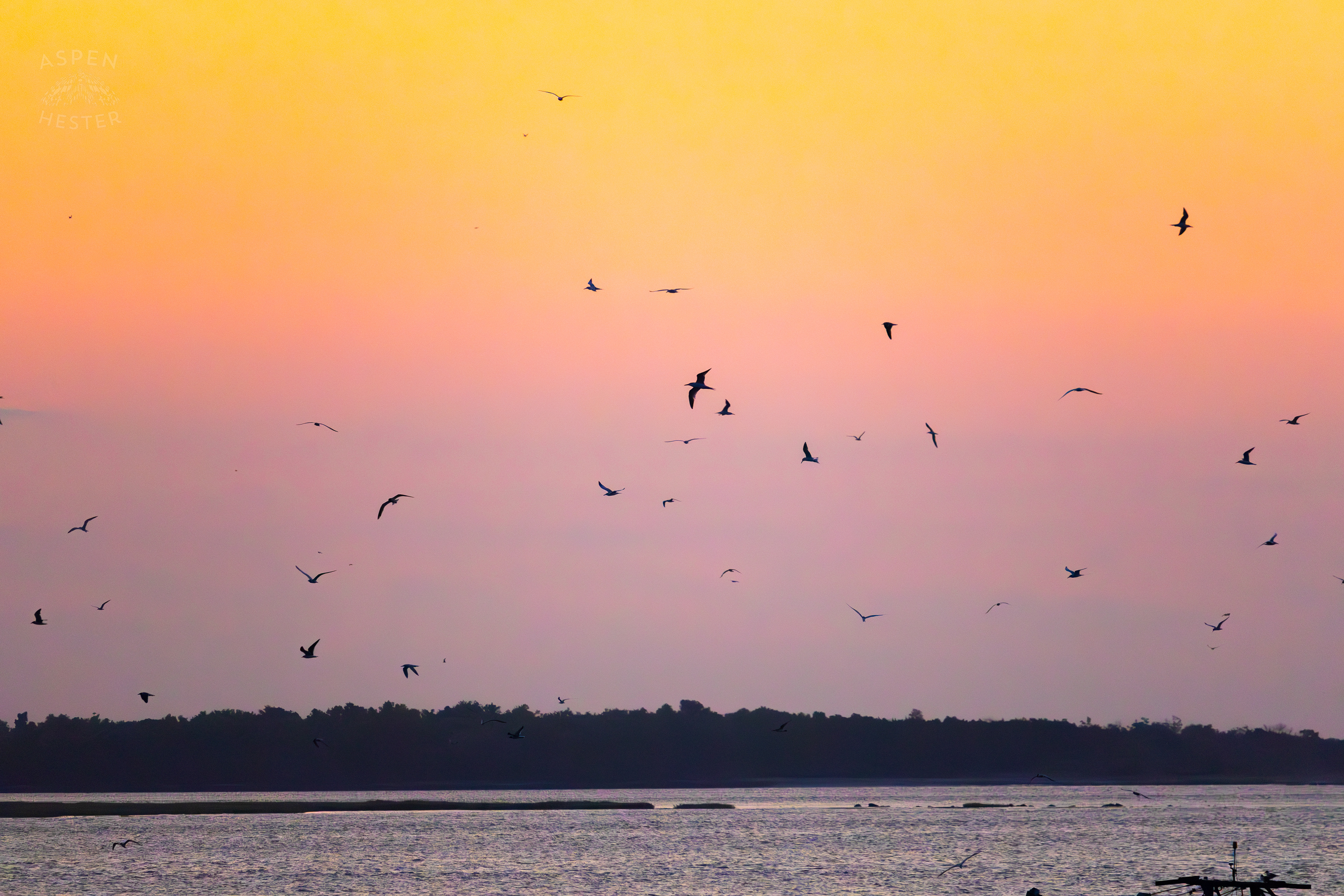 Birds Agaisnt The Sunset on Tybee Island Georgia. June 25th, 2024/Aspen Hester