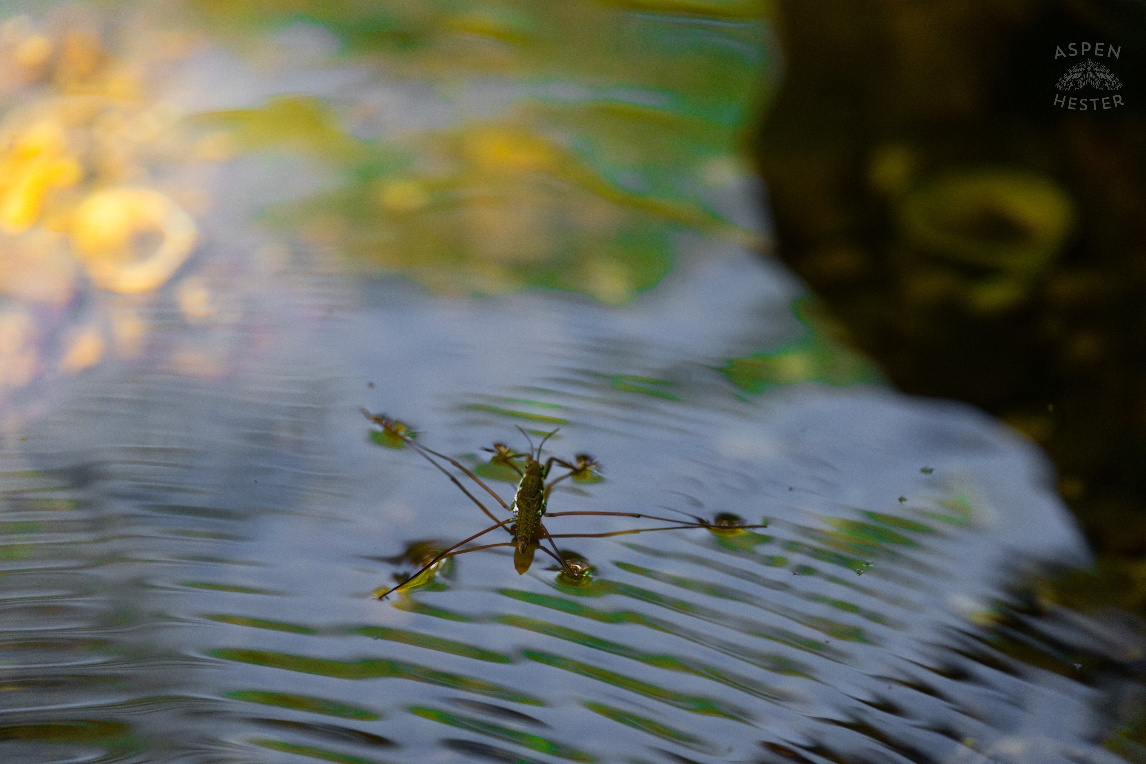 Water Strider on Middle Fork Beargrass Creek in Cherokee Park. May 28th, 2024/Aspen Hester