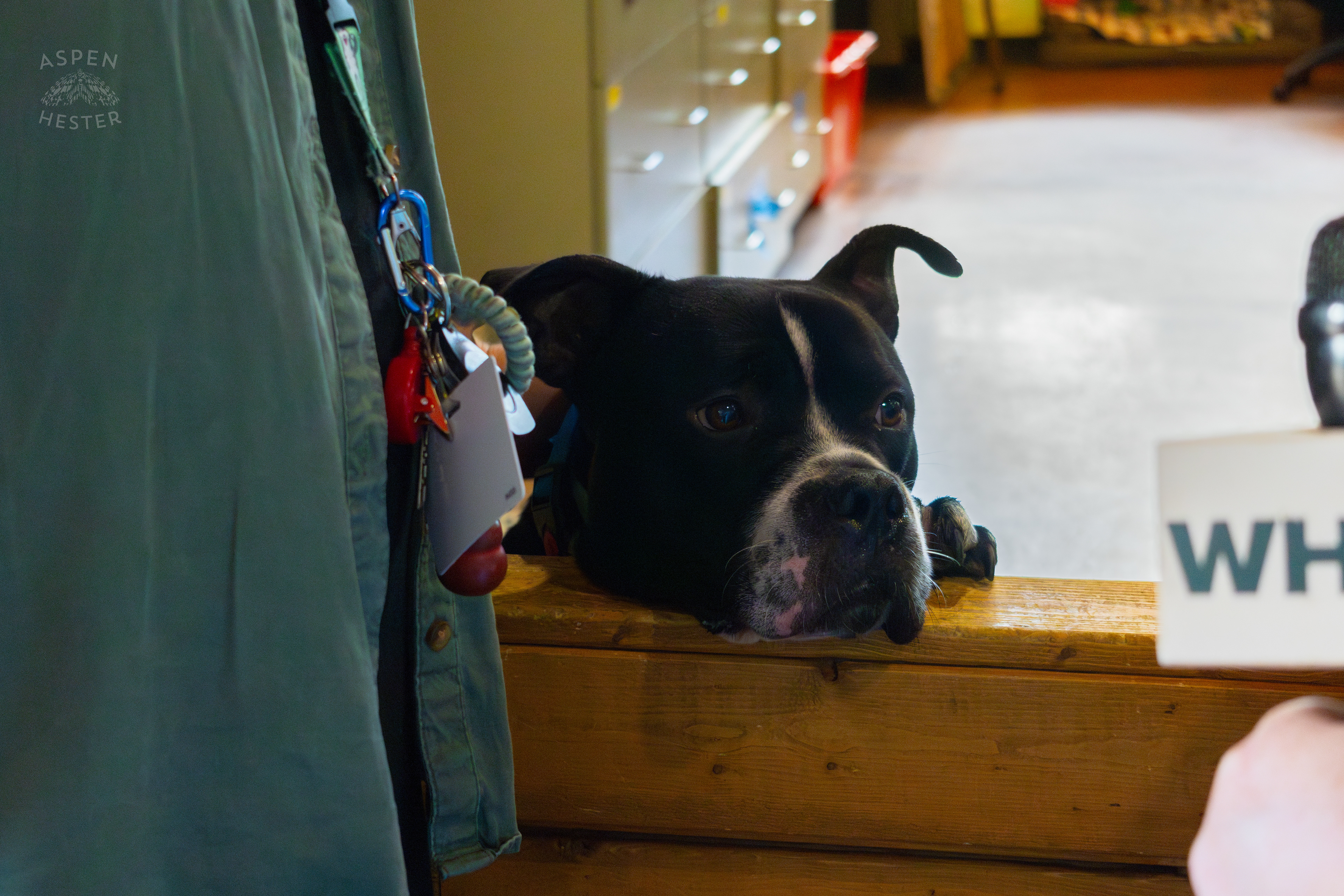 Adorable Dog Peaking Over the Gate During A Telethon that Raised $8000+ for Louisville Metro Animal Services. August 28th, 2024/Aspen Hester