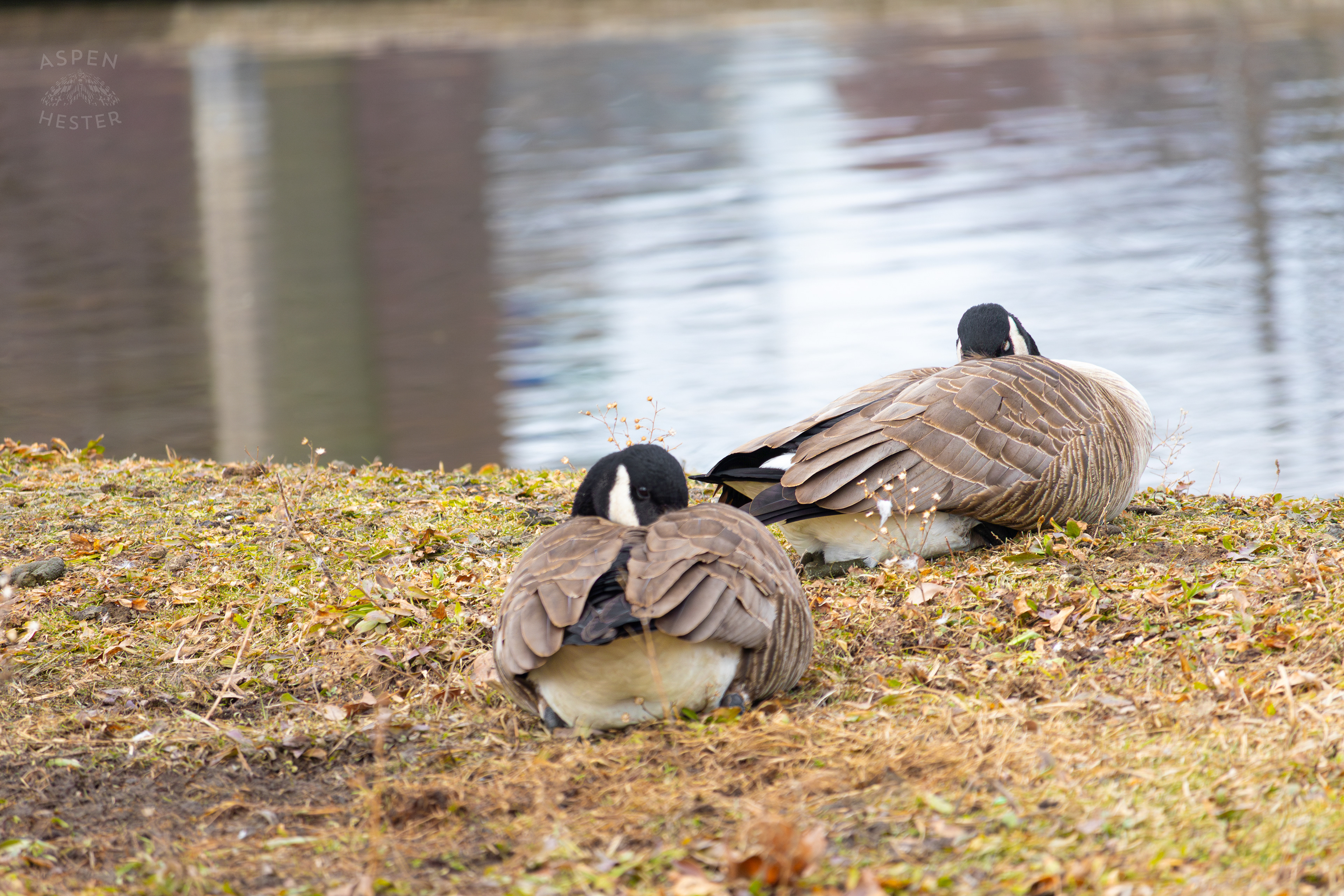 Geese Relax on The Shore of Lake Elizabeth Outside The National Aviary in Pittsburgh Pennsylvania. February 26th, 2025/Aspen Hester