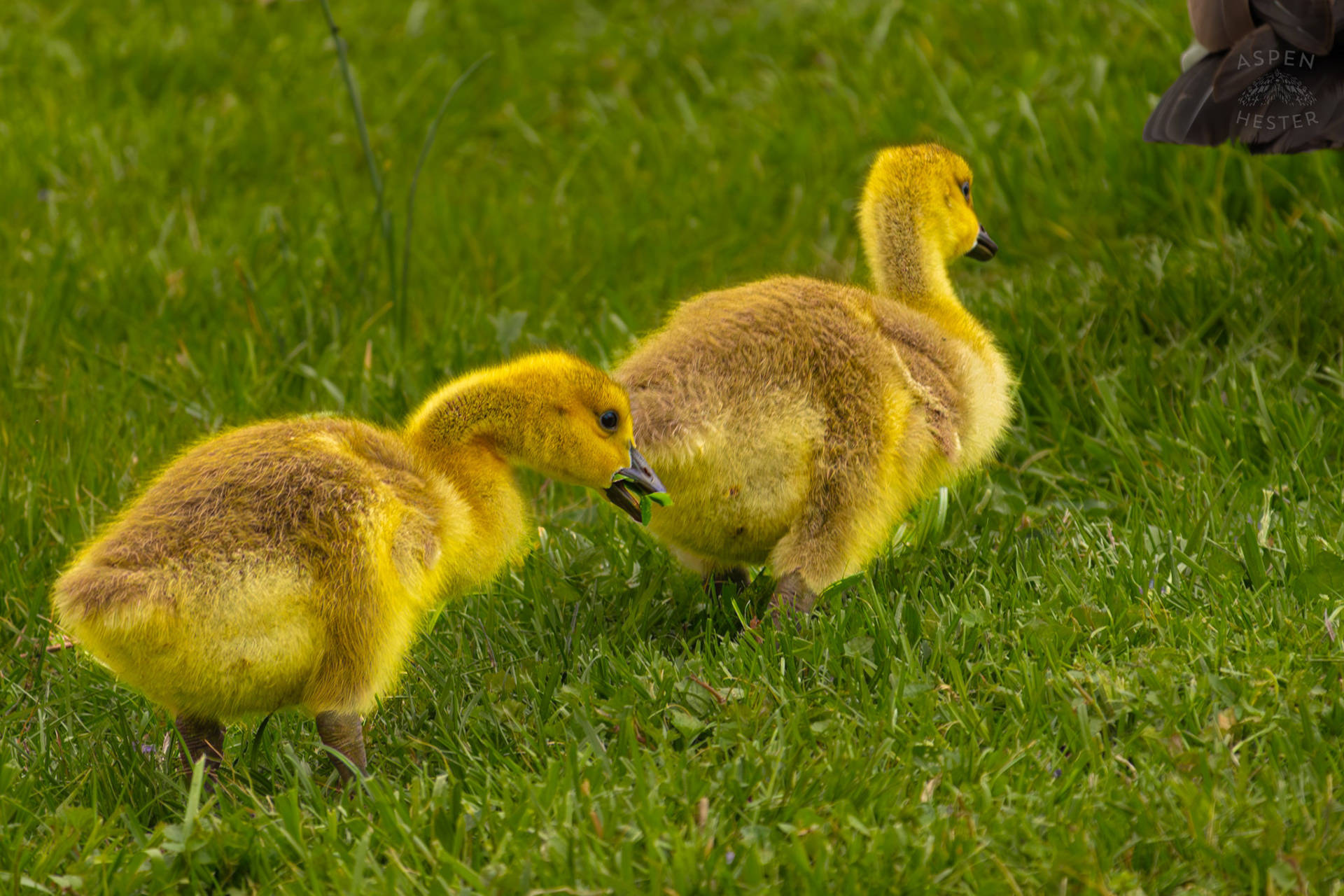 Two Goslings Graze Through Brown Park. April 14th, 2025/Aspen Hester