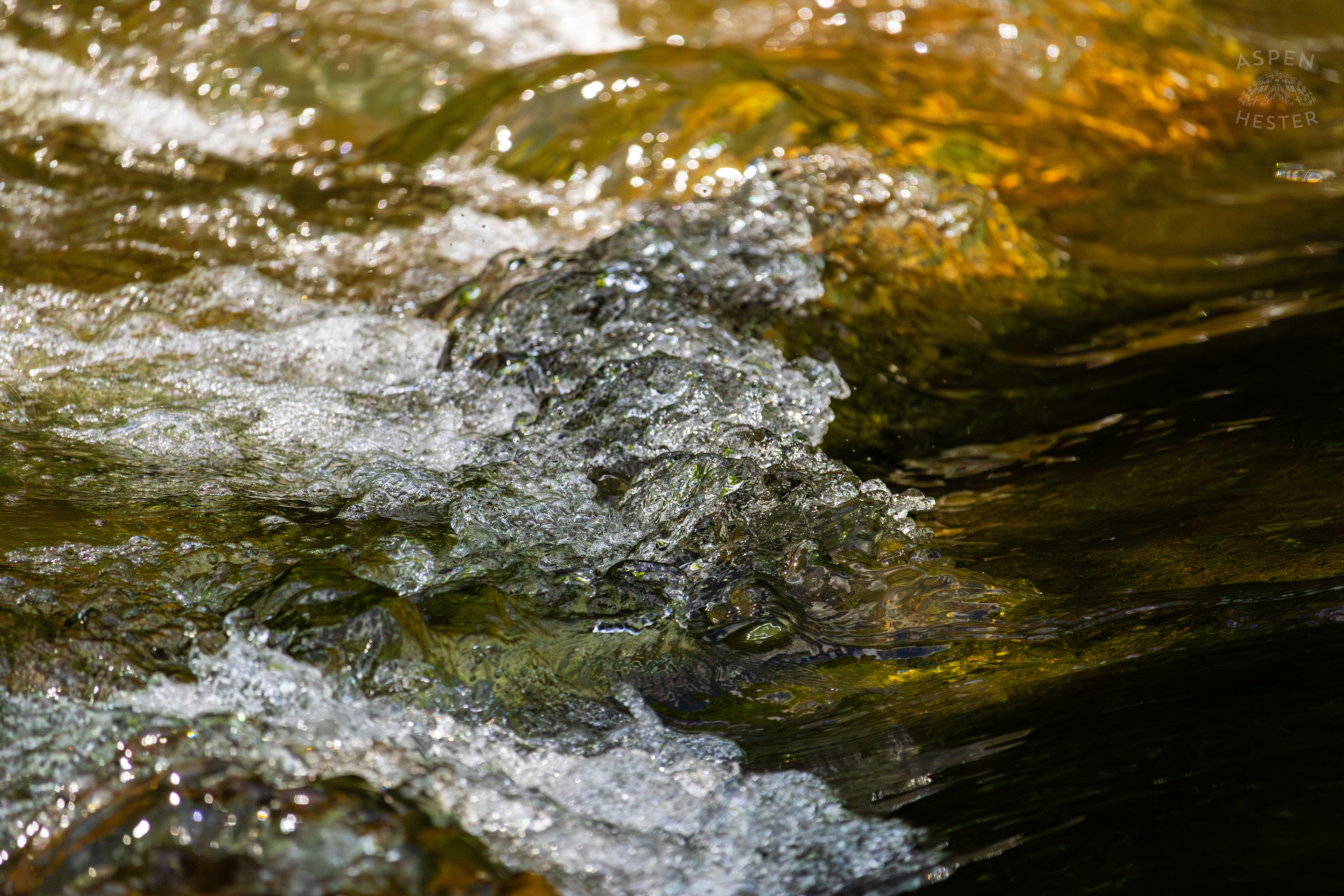 The Waters of Middle Fork Beargrass Creek in Cherokee Park. May 28th, 2024/Aspen Hester