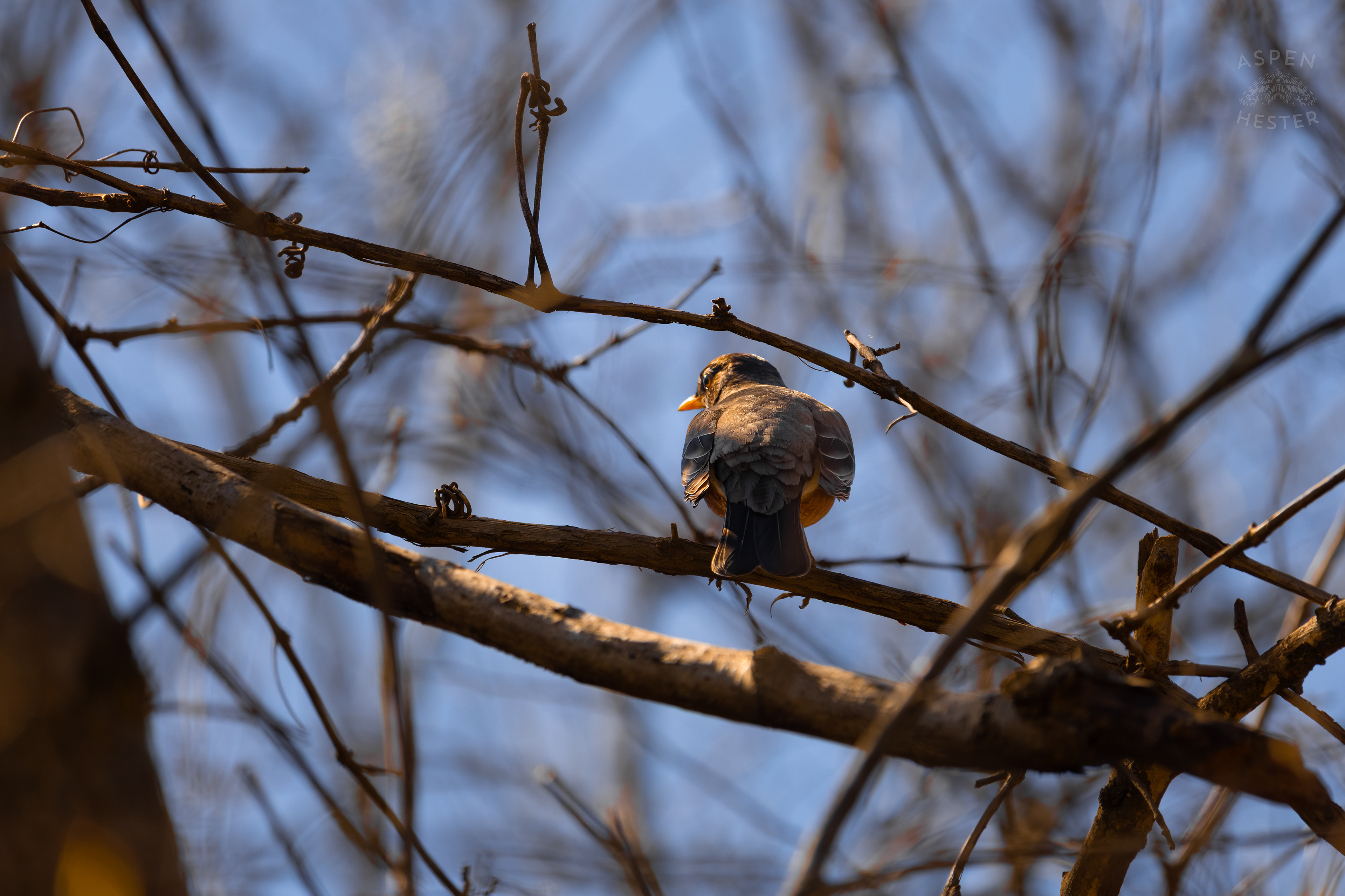 A Female Robin Perches in The Trees of Wendell Moore Park Right Before Spring. March 18th, 2025/Aspen Hester
