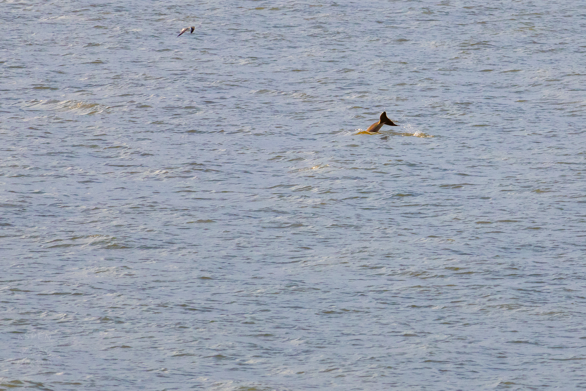 Bottlenosed Atlantic Dolphin Splashes Off The Coast of Tybee Island Georgia. June 23rd, 2024/Aspen Hester