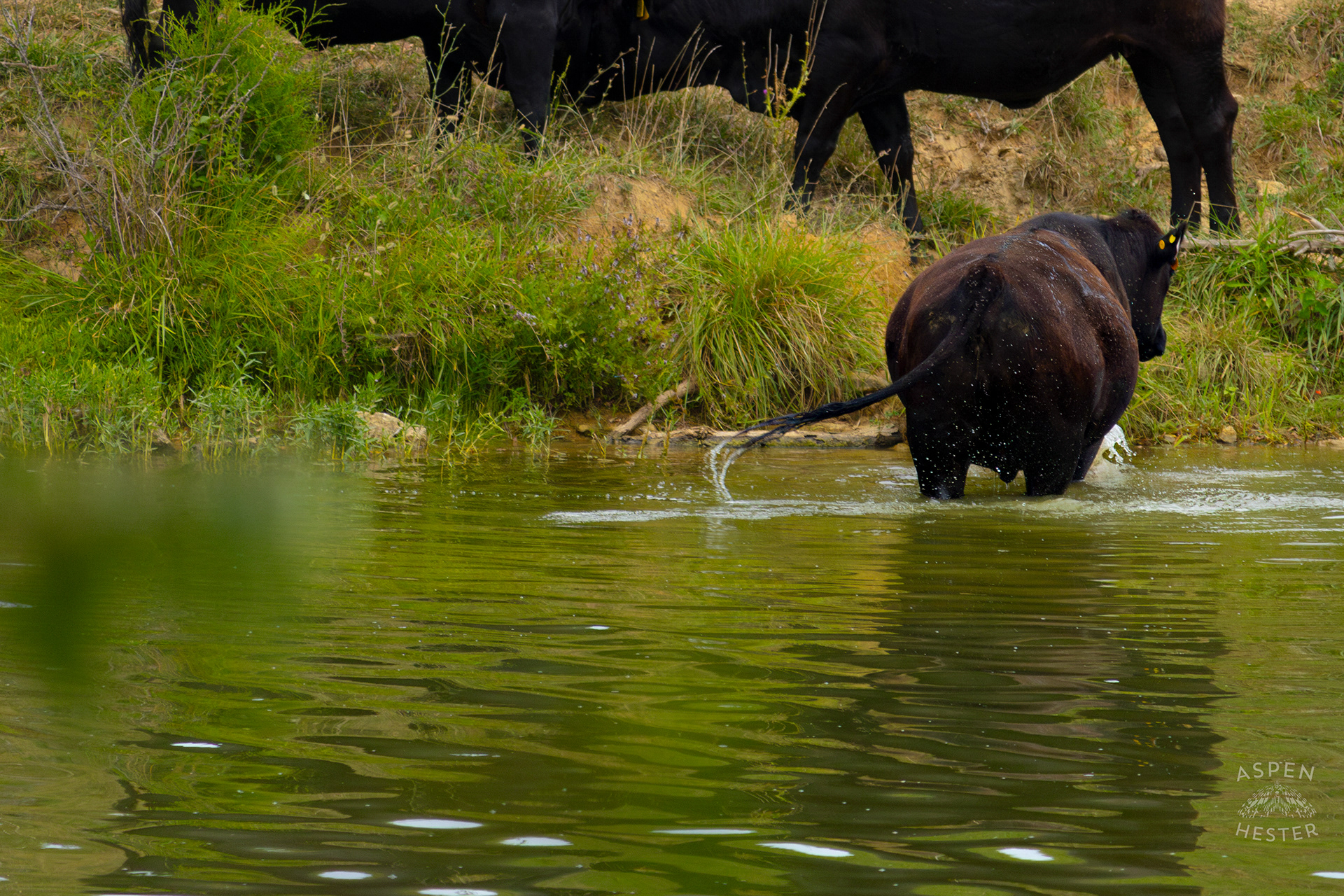 A Cow Wading in the Cool Waters of Reformatory Lake with Two Others Lounging on the Shore. August 12th, 2024/Aspen Hester