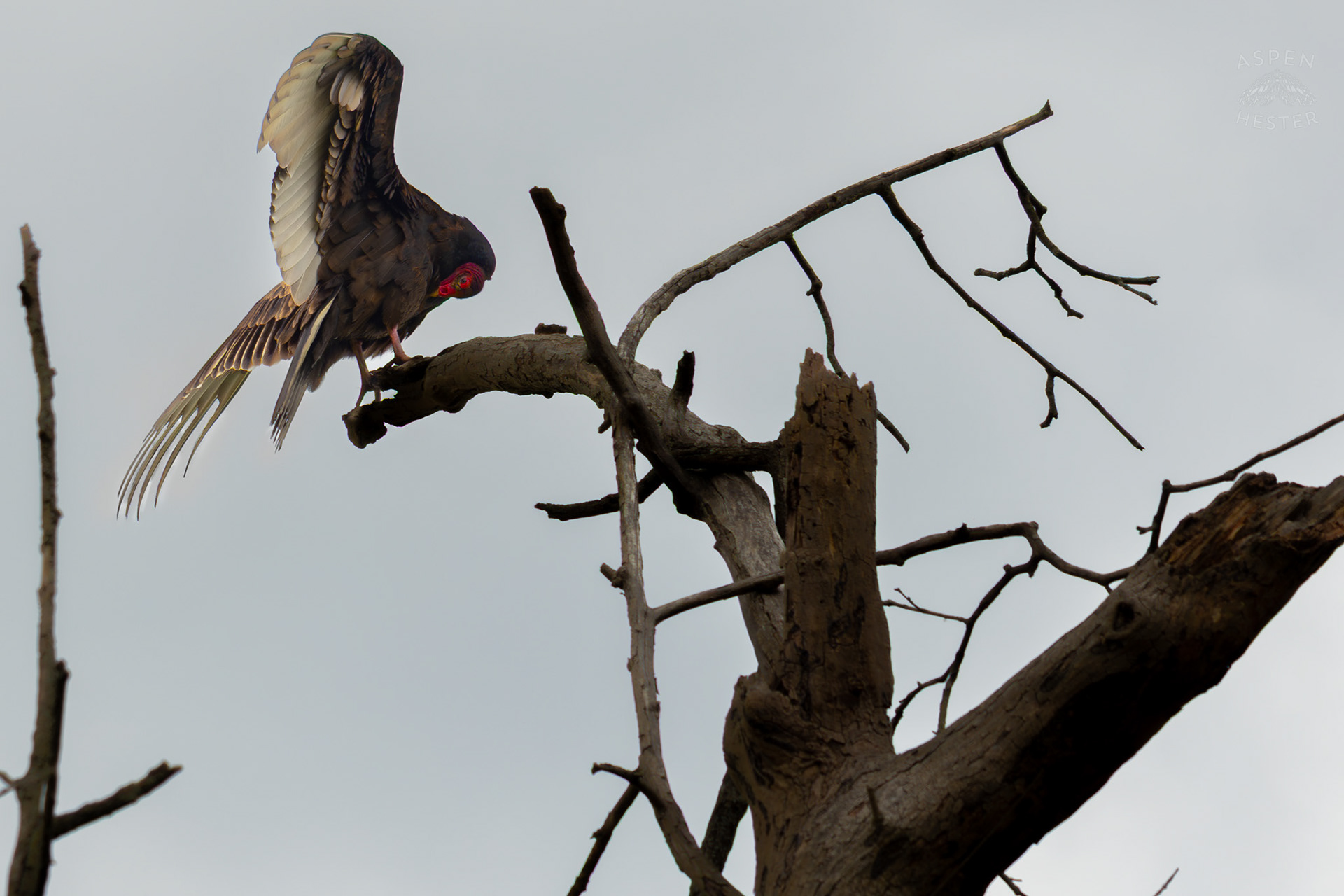 A Large Turkey Vulture Preens High Atop of A Tree in Brown Park. April 14th, 2025/Aspen Hester