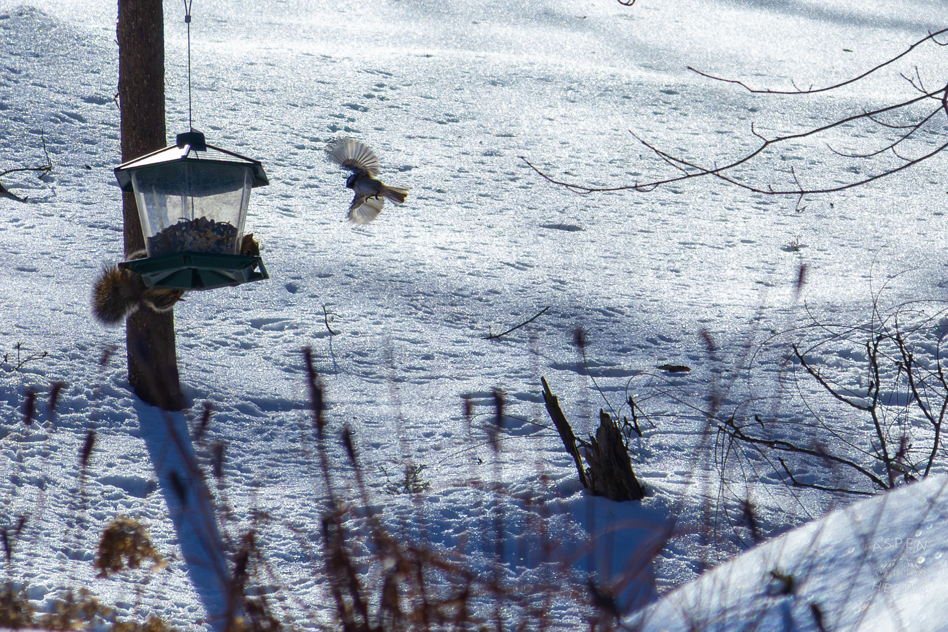 A Squirrel Swings from A Bird Feeder As Young Robin Flies Towards it While Surrounded by The Snowy Landscape of my Backyard. January 13th, 2025/Aspen Hester