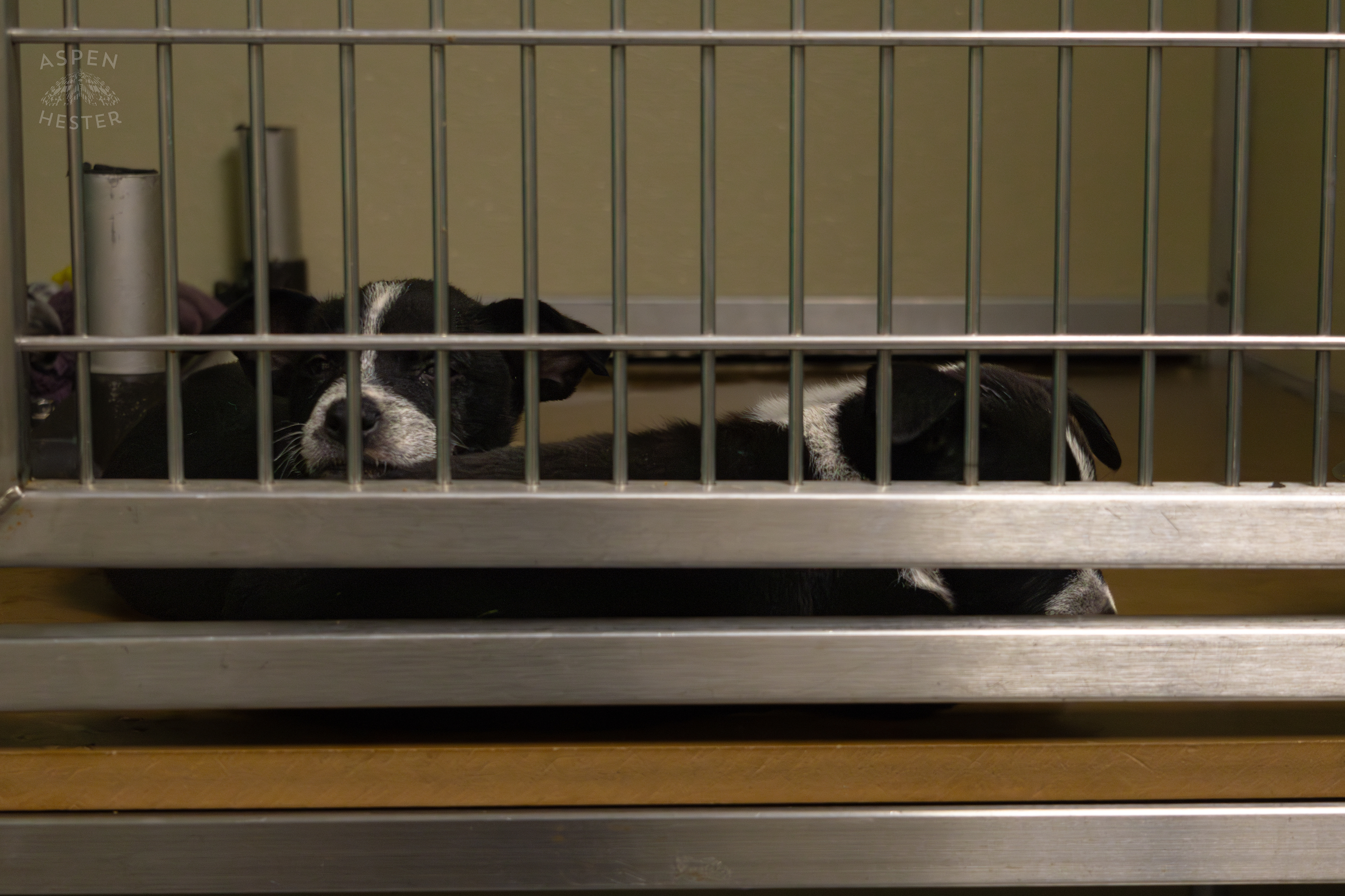 Two of The Five Puppies Abandoned On The Road Outside of Louisville Metro Animal Services. September 4th, 2024/Aspen Hester