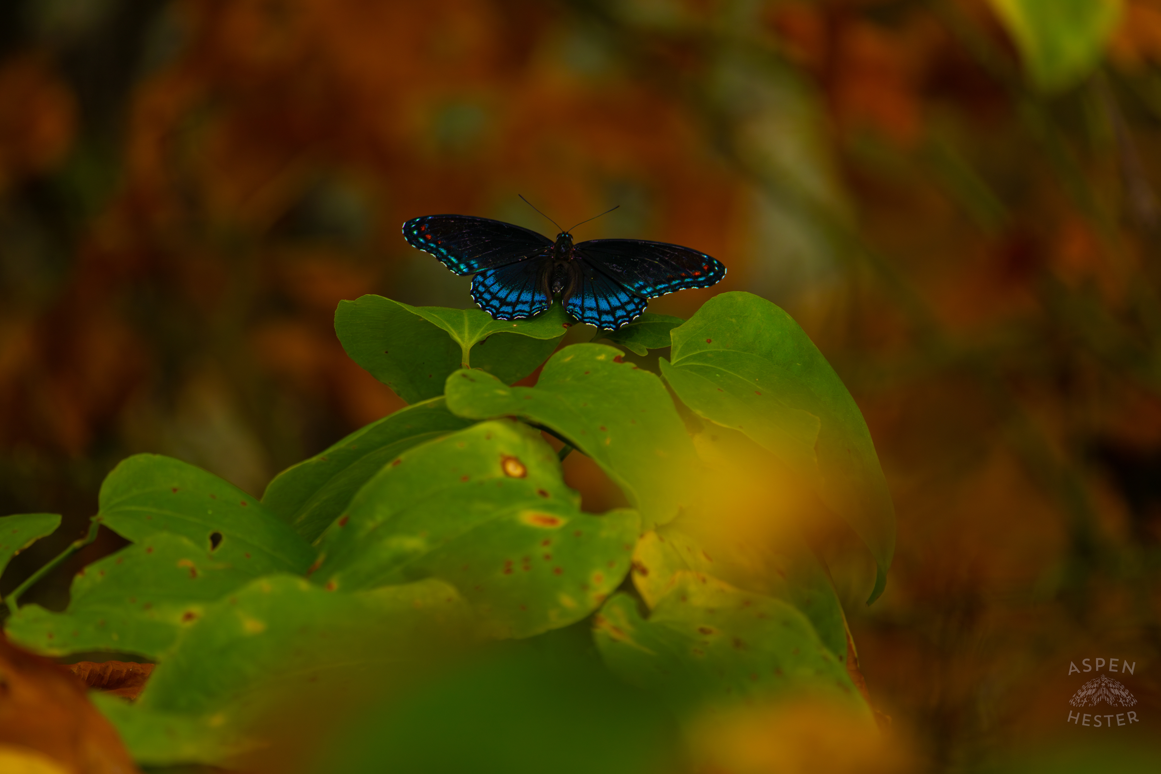 A Red-Spotted Admiral Butterfly Sits on A Bush Inside Jefferson Memorial Forest. September 3rd, 2024/Aspen Hester