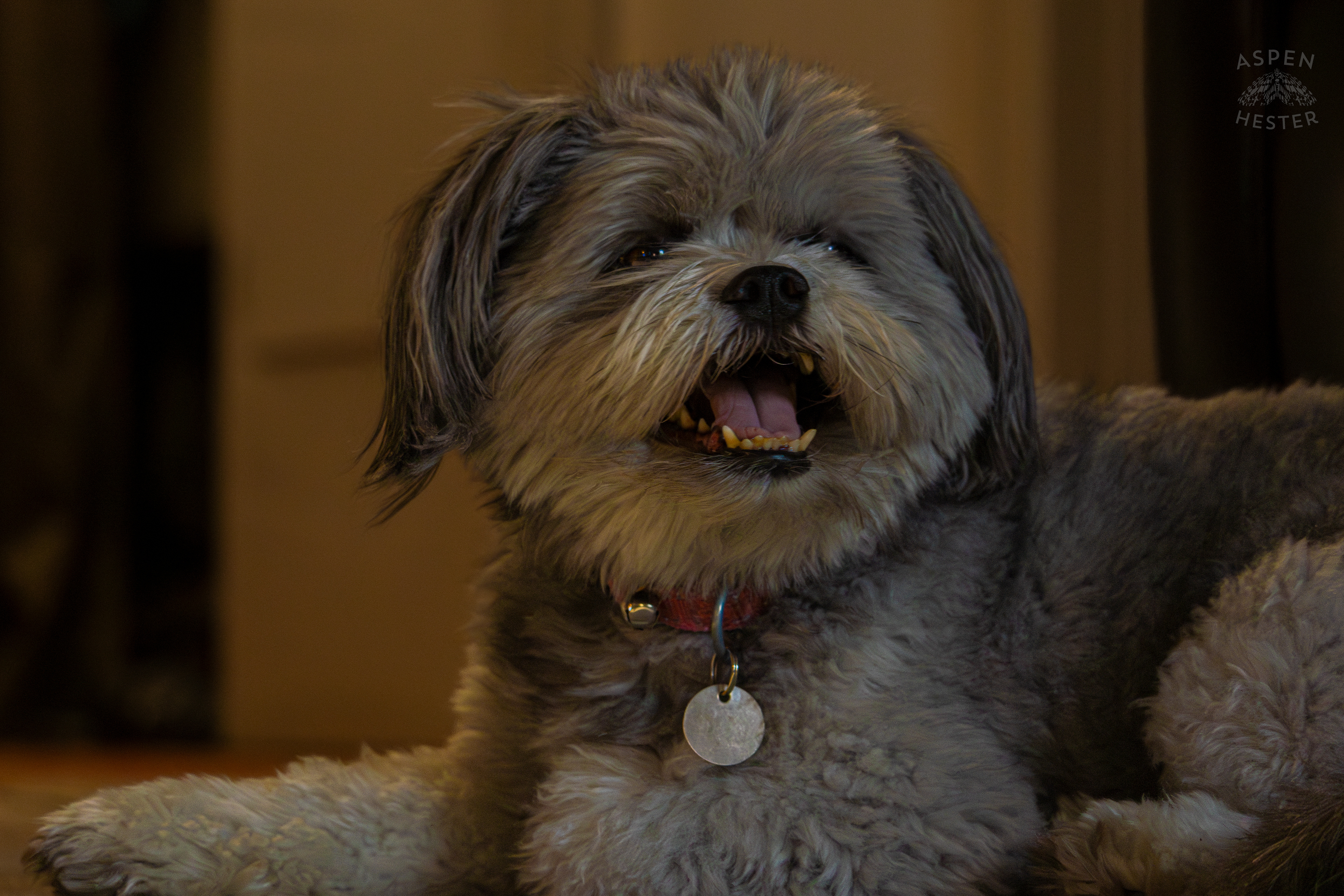 My Girl Mabel. November 11th, 2024/Aspen Hester