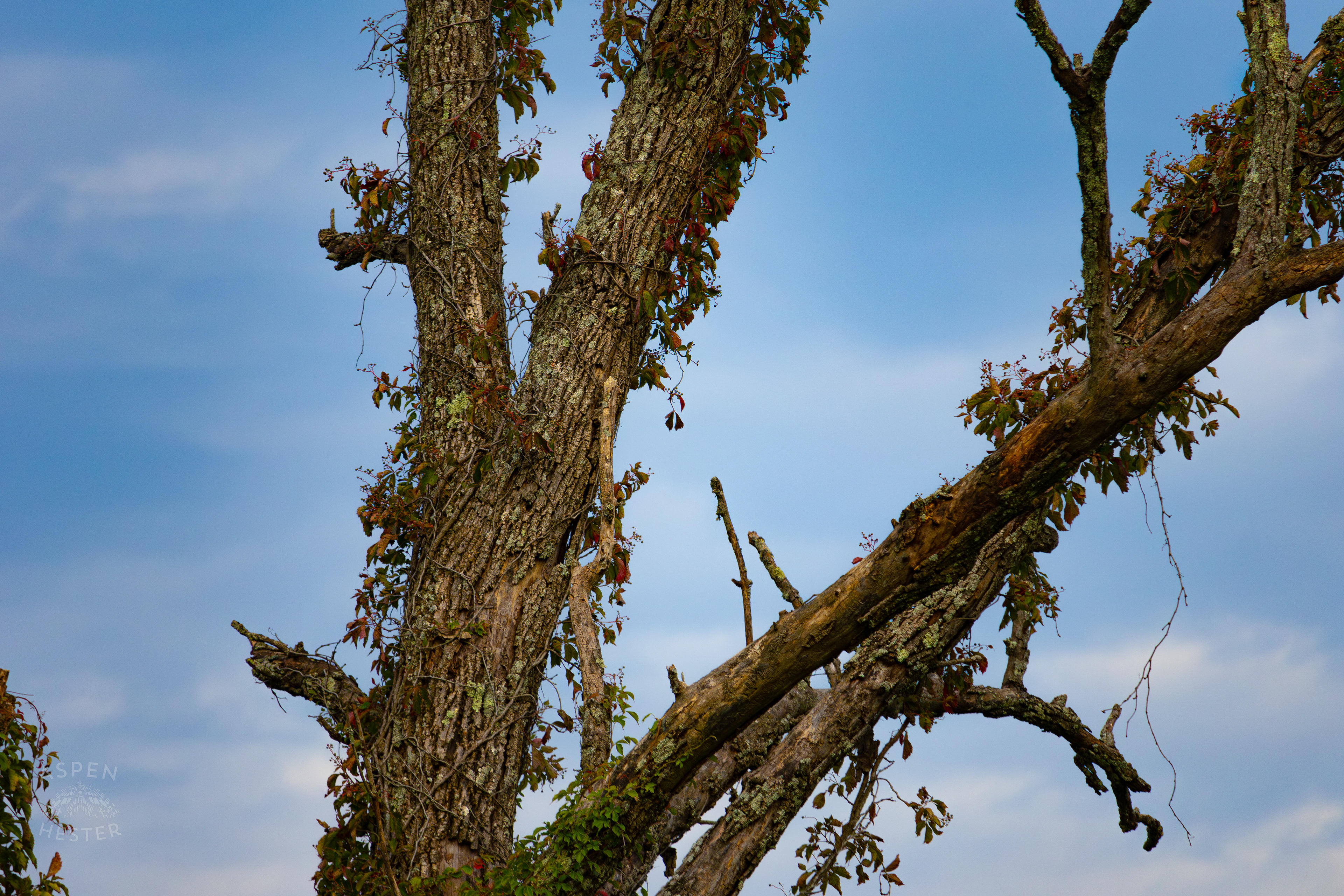 A Vine Covered Tree in Wendell Moore Park. August 12th, 2024/Aspen Hester