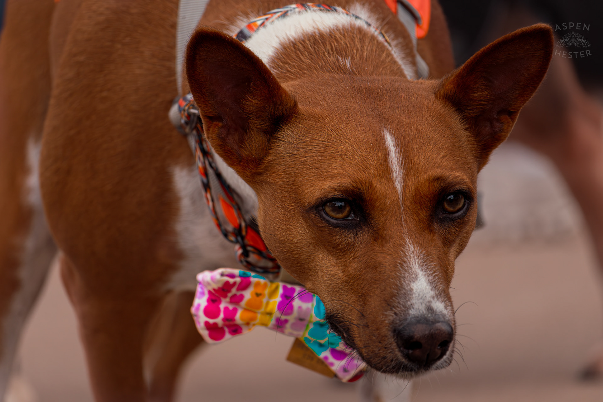 A Unknown Breed of Dog Wears A Colorful Easter Bowtie at Westport Village’s 5th Annual Puppy Palooza. April 19th, 2025/Aspen Hester
