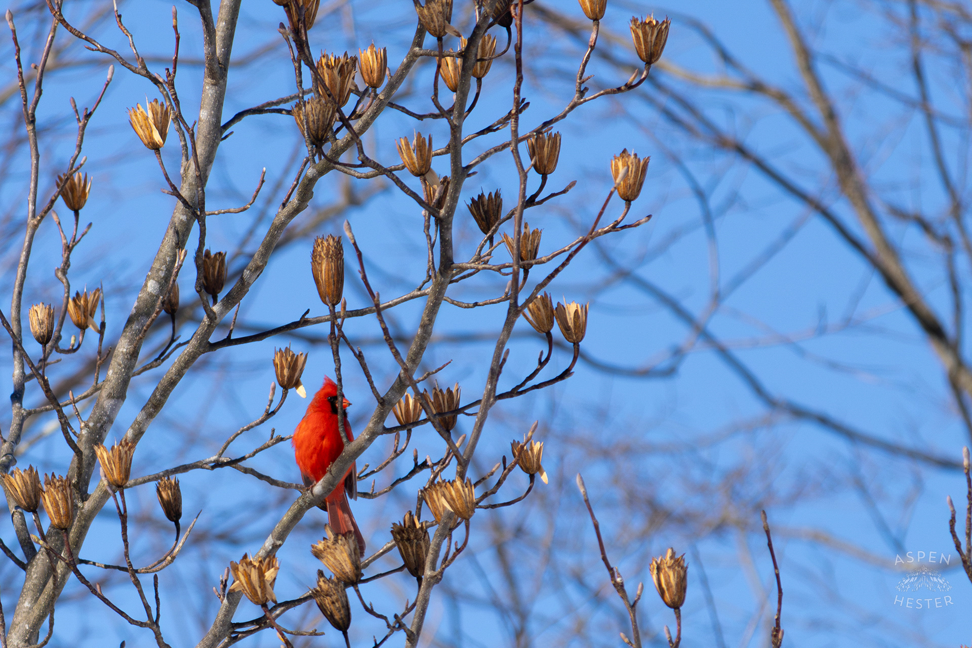 A Cardinal Sits in A Tulip Tree in my Backyard. January 13th, 2025/Aspen Hester