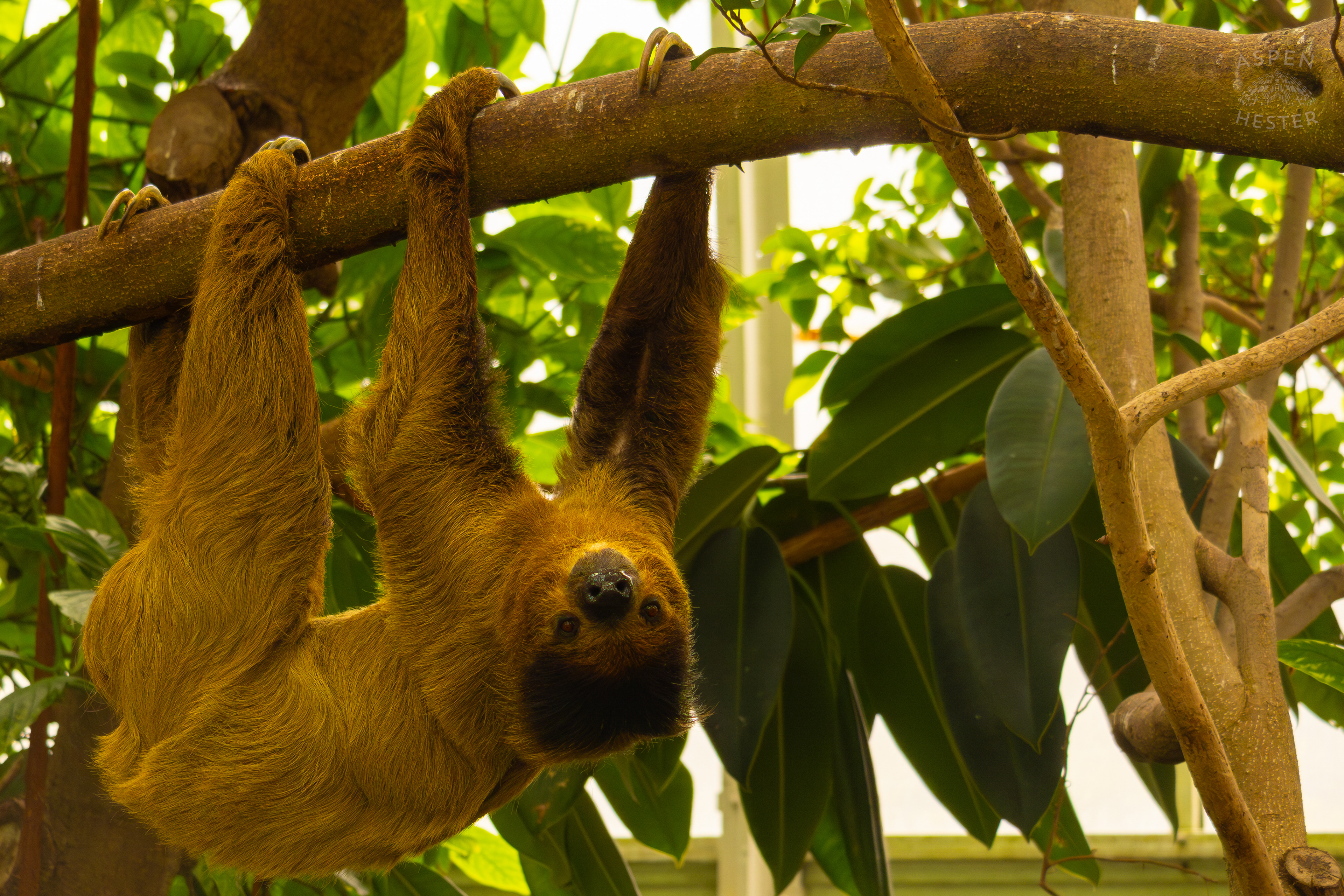 Two-Toed Sloth "Wookiee" Hangs From A Branch in The Rainforest Inside The National Aviary in Pittsburgh Pennsylvania. February 26th, 2025/Aspen Hester