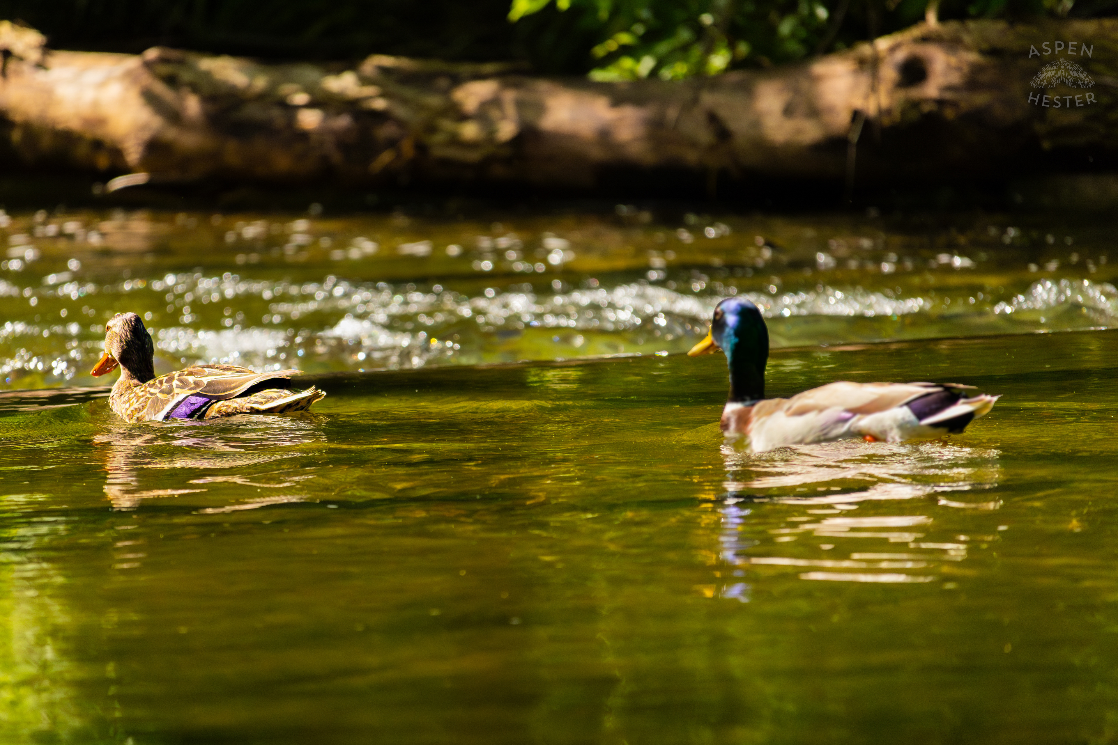 Mallard Ducks Swimming Down Middle Fork Beargrass Creek in Cherokee Park. May 28th, 2024/Aspen Hester