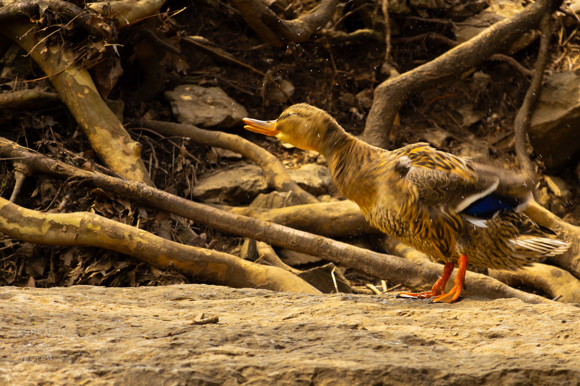 A Female Mallard Shakes Off Water on The Banks of Middle Fork Beargrass Creek Where It Runs Through Brown Park. April 14th, 2025/Aspen Hester